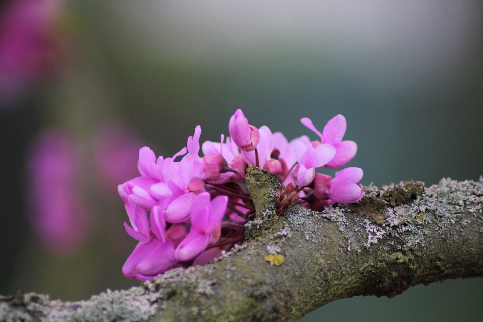 Canon EOS 2000D (EOS Rebel T7 / EOS Kiss X90 / EOS 1500D) sample photo. Tree, judas tree, flowers photography