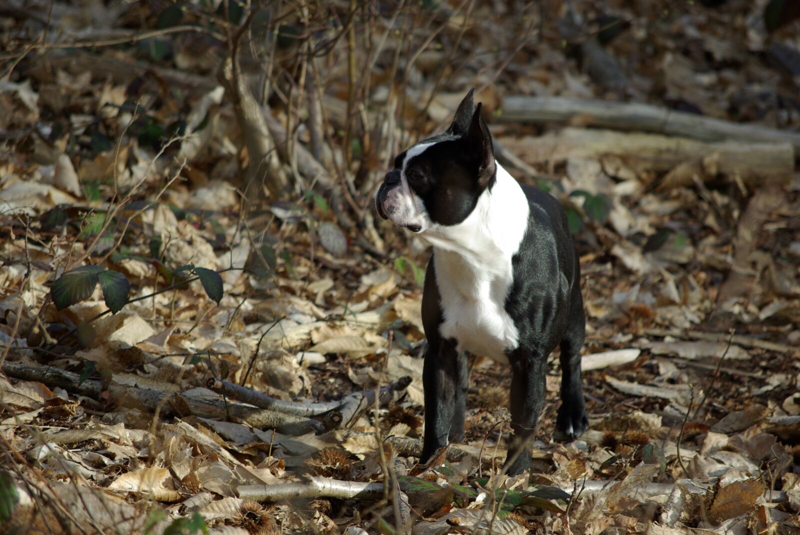 Pentax K10D sample photo. Dog, boston terrier, woods photography