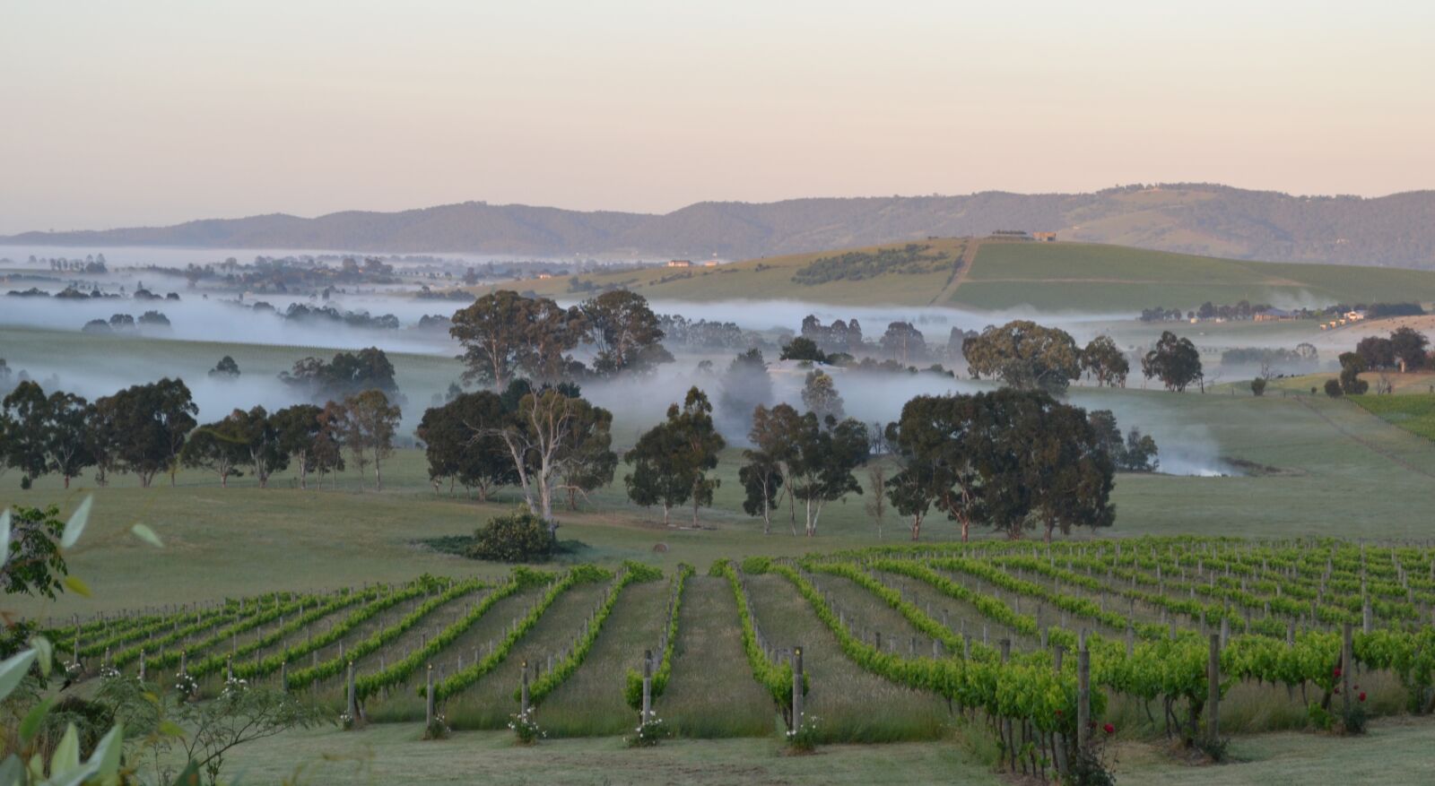 Nikon D3100 sample photo. Dawn, mist, winery photography