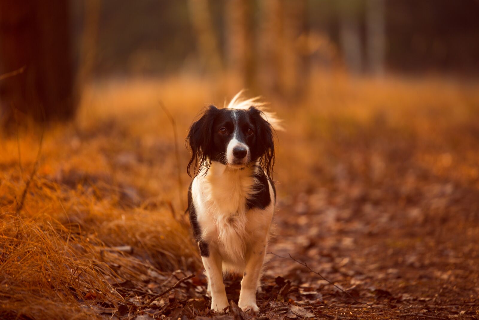 Canon EOS 6D sample photo. Dog, nature, walk photography