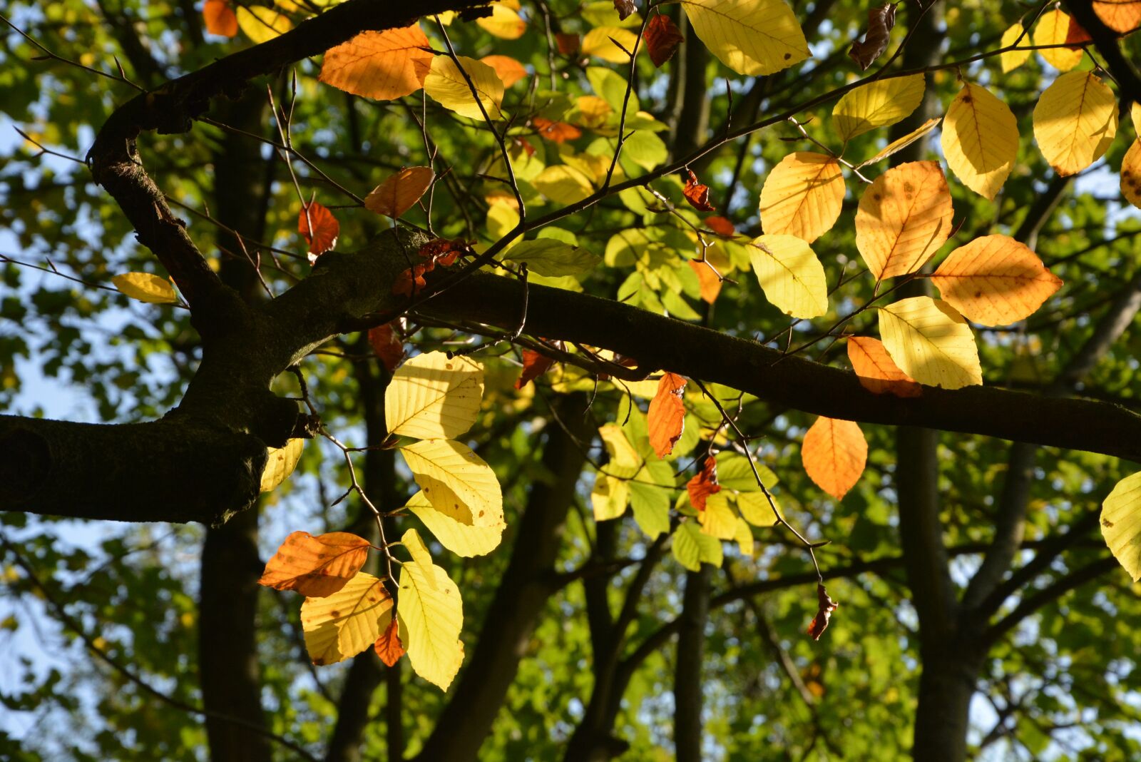 Nikon D5200 sample photo. Autumn, fall foliage, fall photography