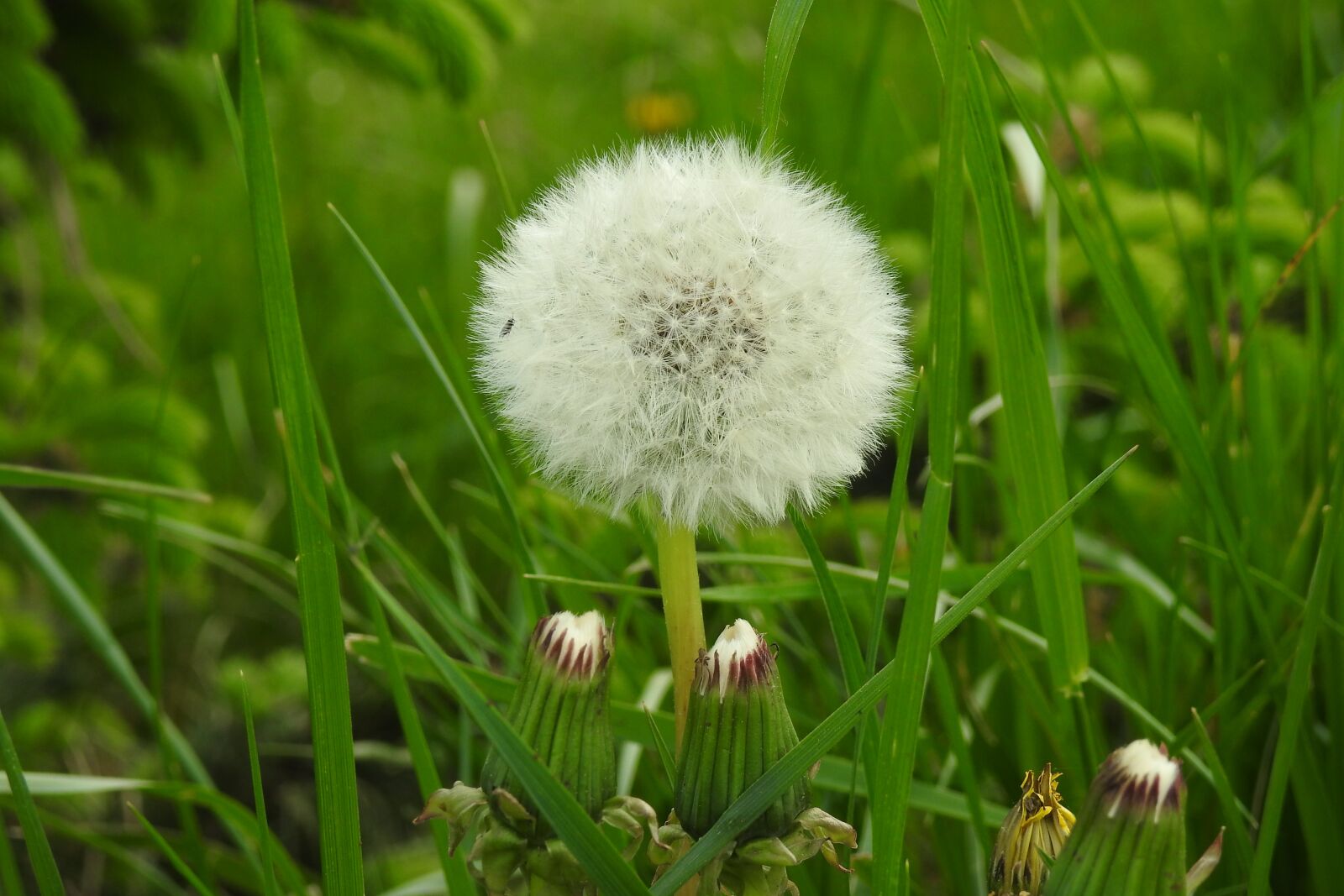 Nikon Coolpix P900 sample photo. Lawn, nature, plant photography