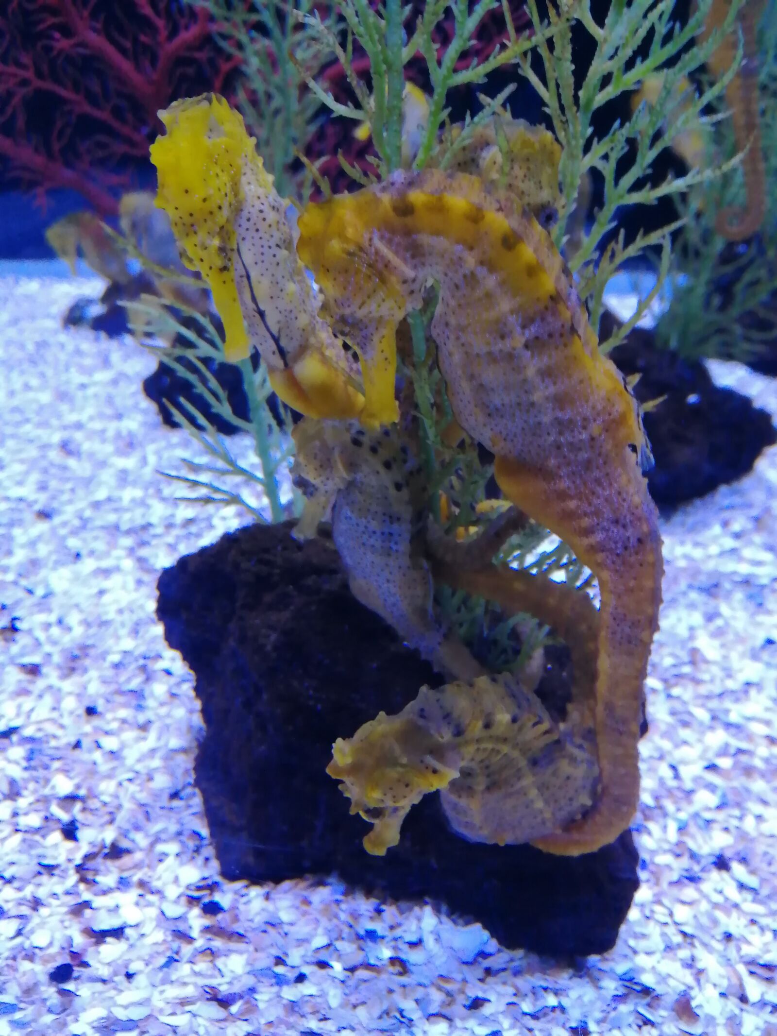 HUAWEI P SMART 2019 sample photo. Fish, ocean, sea photography