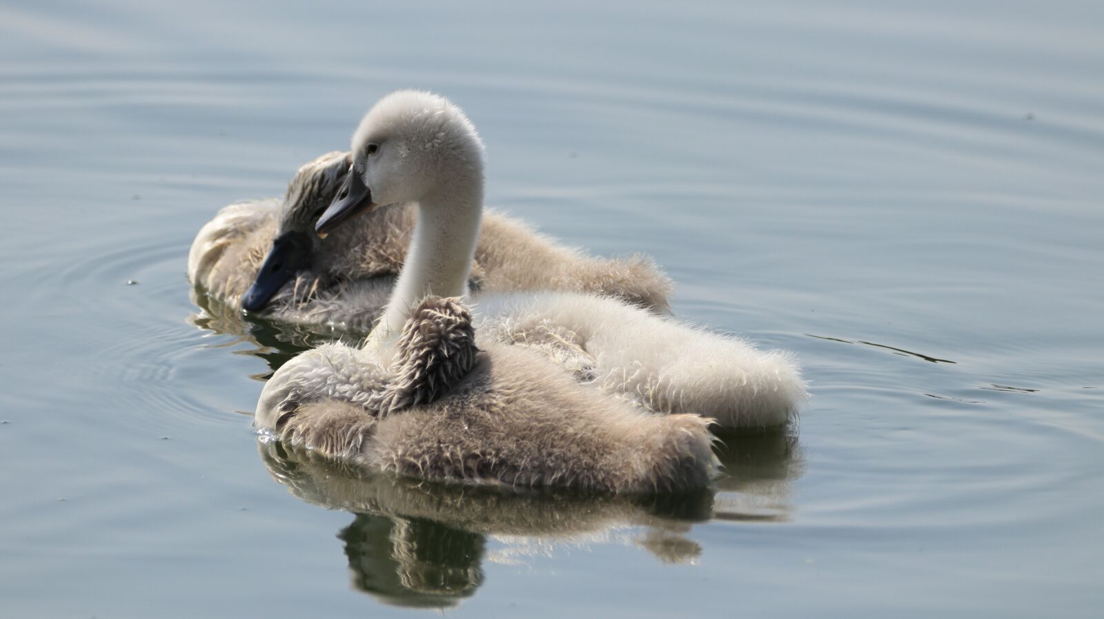 150-600mm F5-6.3 DG OS HSM | Contemporary 015 sample photo. Swan, boy, fluffy photography