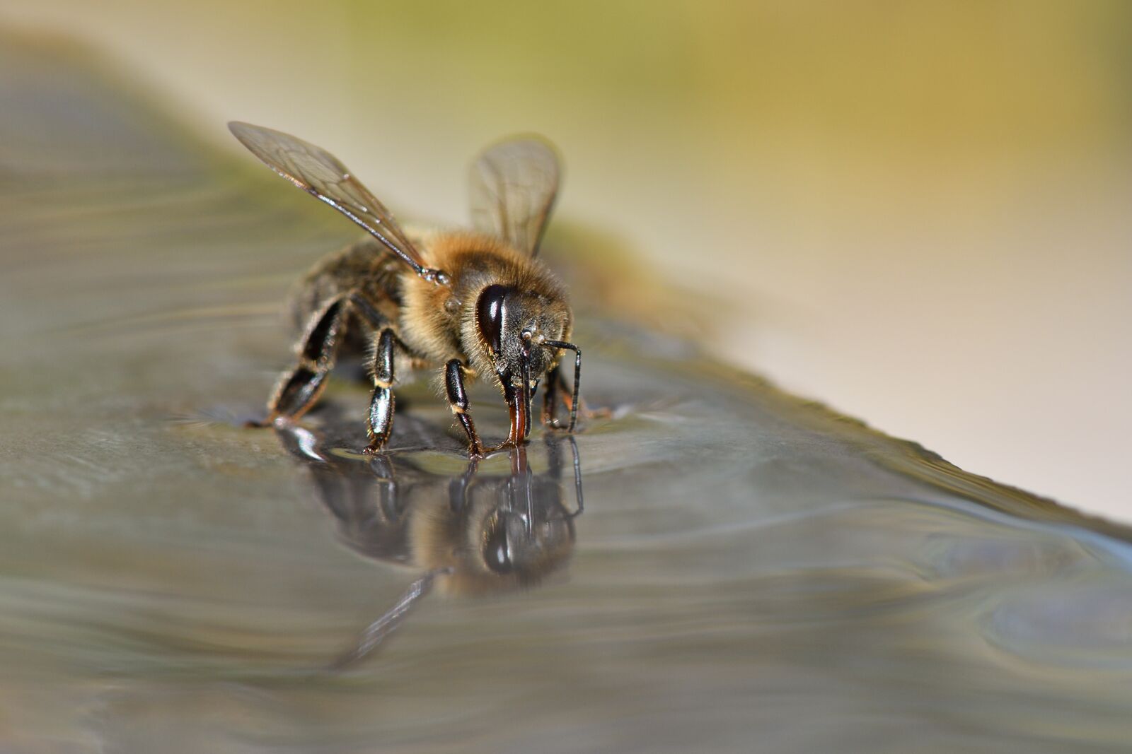 Nikon D500 sample photo. Bees, beekeeper, beekeeping photography
