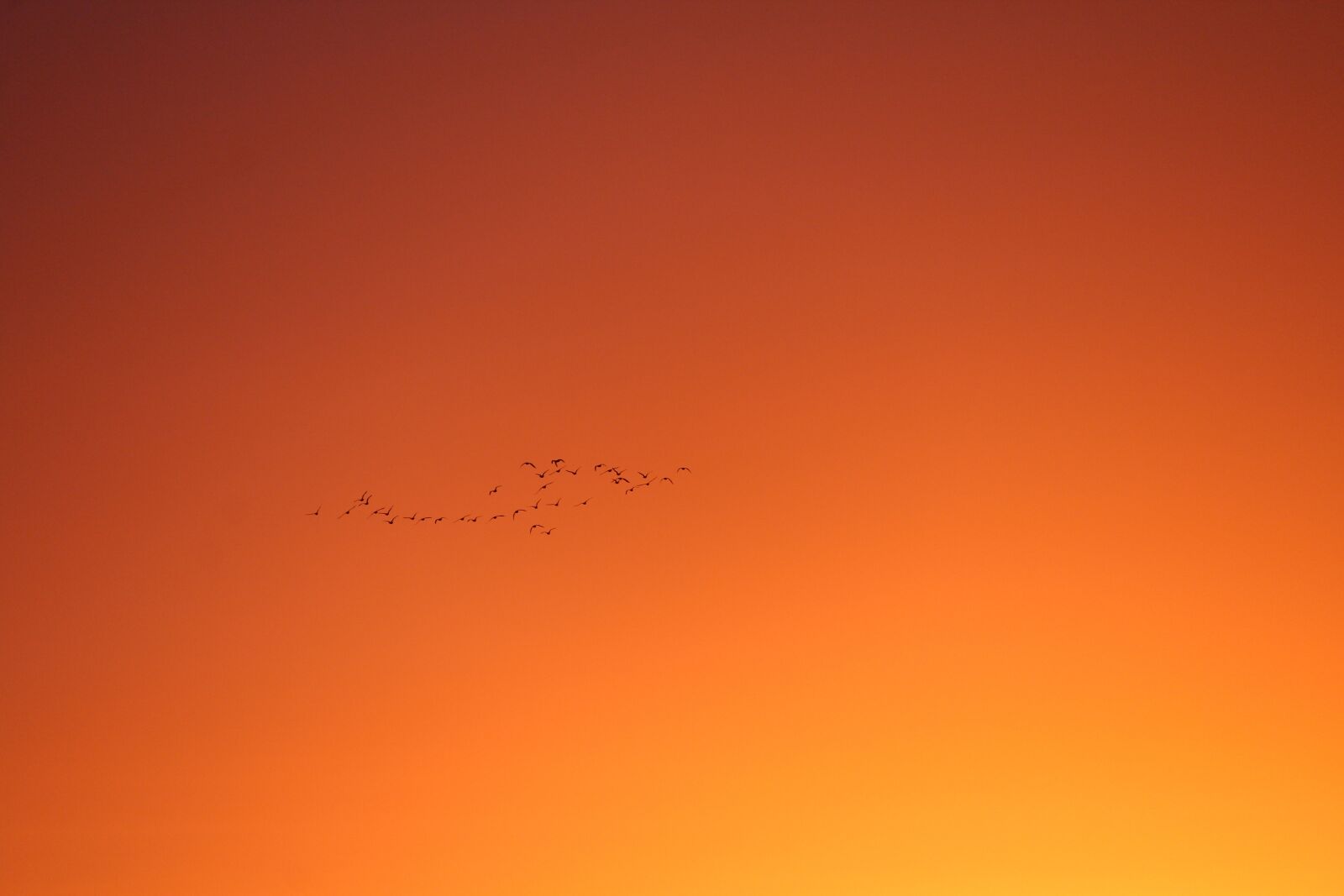 Canon EOS 1200D (EOS Rebel T5 / EOS Kiss X70 / EOS Hi) sample photo. Birds, flight, morgenrot photography