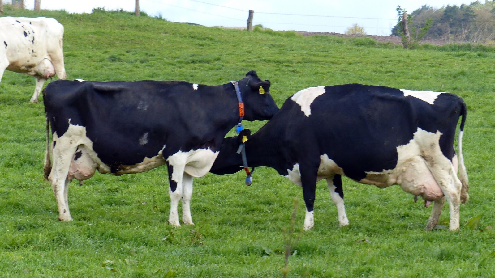 Panasonic Lumix DMC-FZ200 sample photo. Cow, milk cow, cattle photography