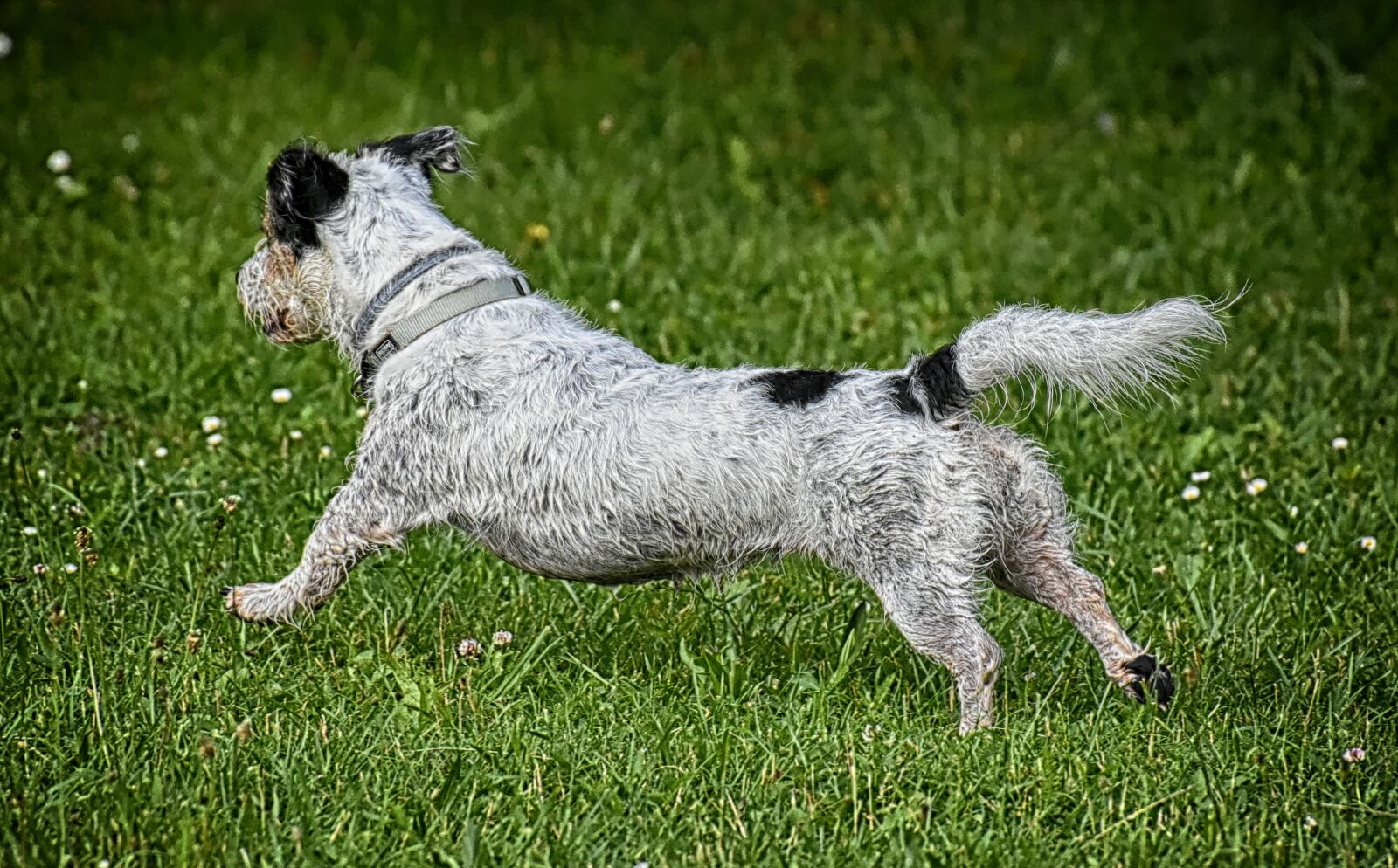 Nikon D7200 sample photo. Dog, race, jump photography