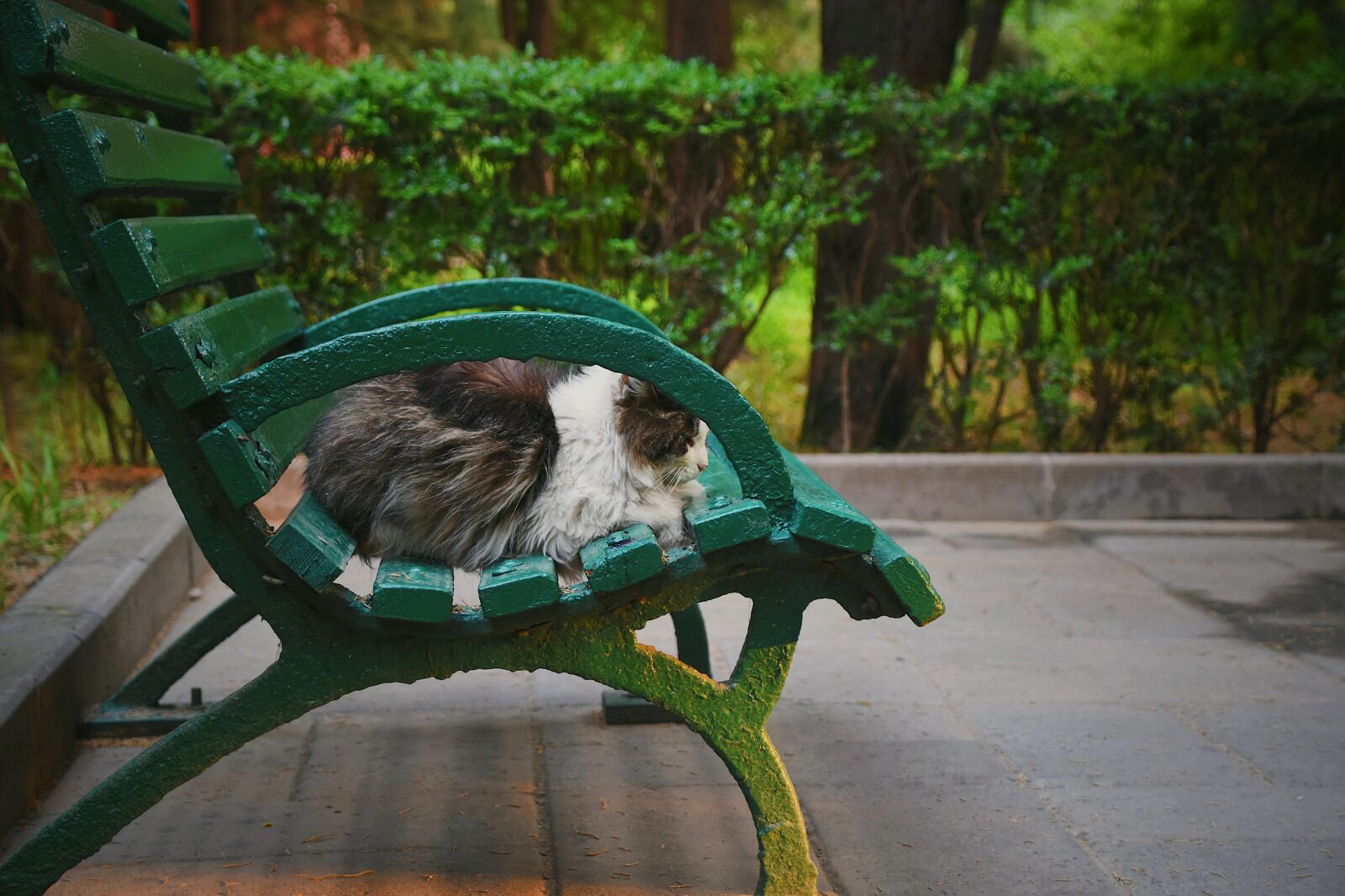Nikon D7200 sample photo. Cat, chair, cute photography