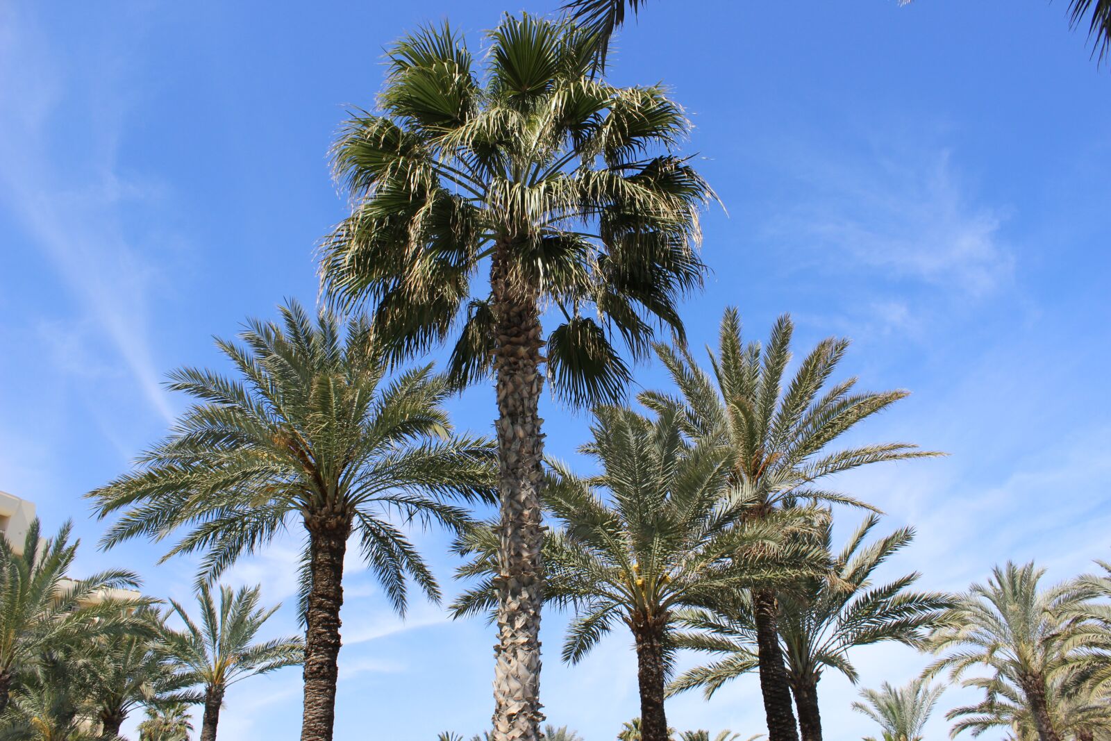 Canon EOS 600D (Rebel EOS T3i / EOS Kiss X5) sample photo. Palm trees, vacations, beach photography