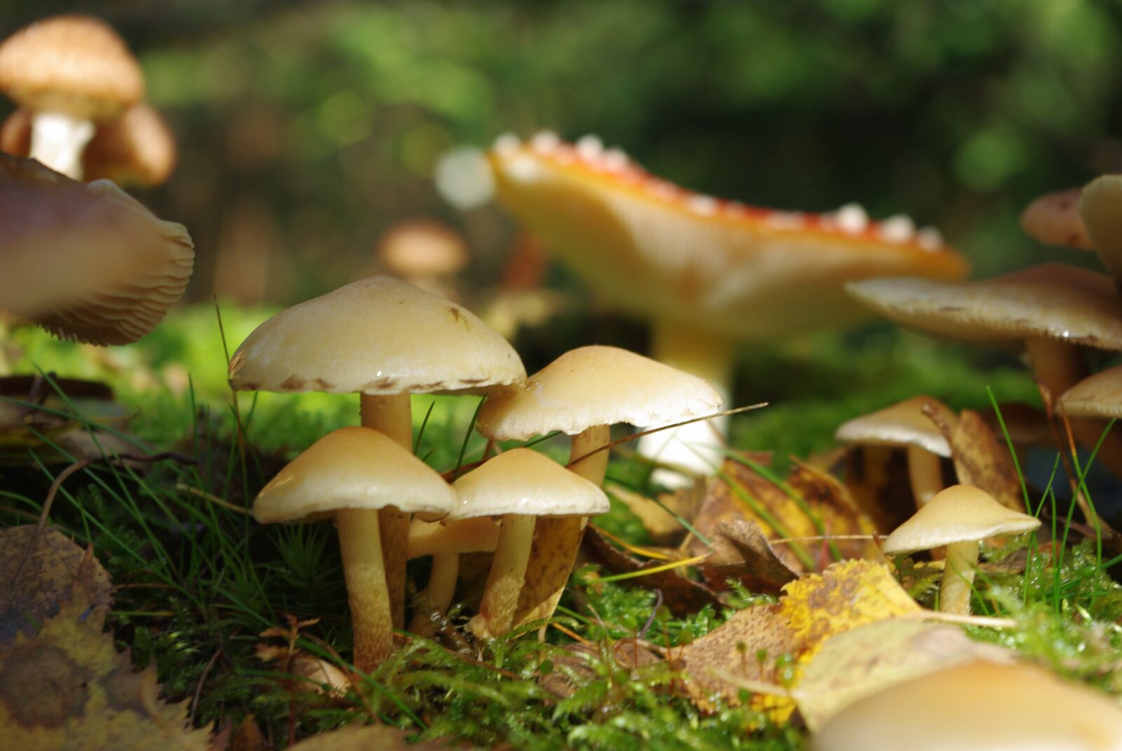 Pentax K-m (K2000) sample photo. Mushrooms, forest, toxic photography