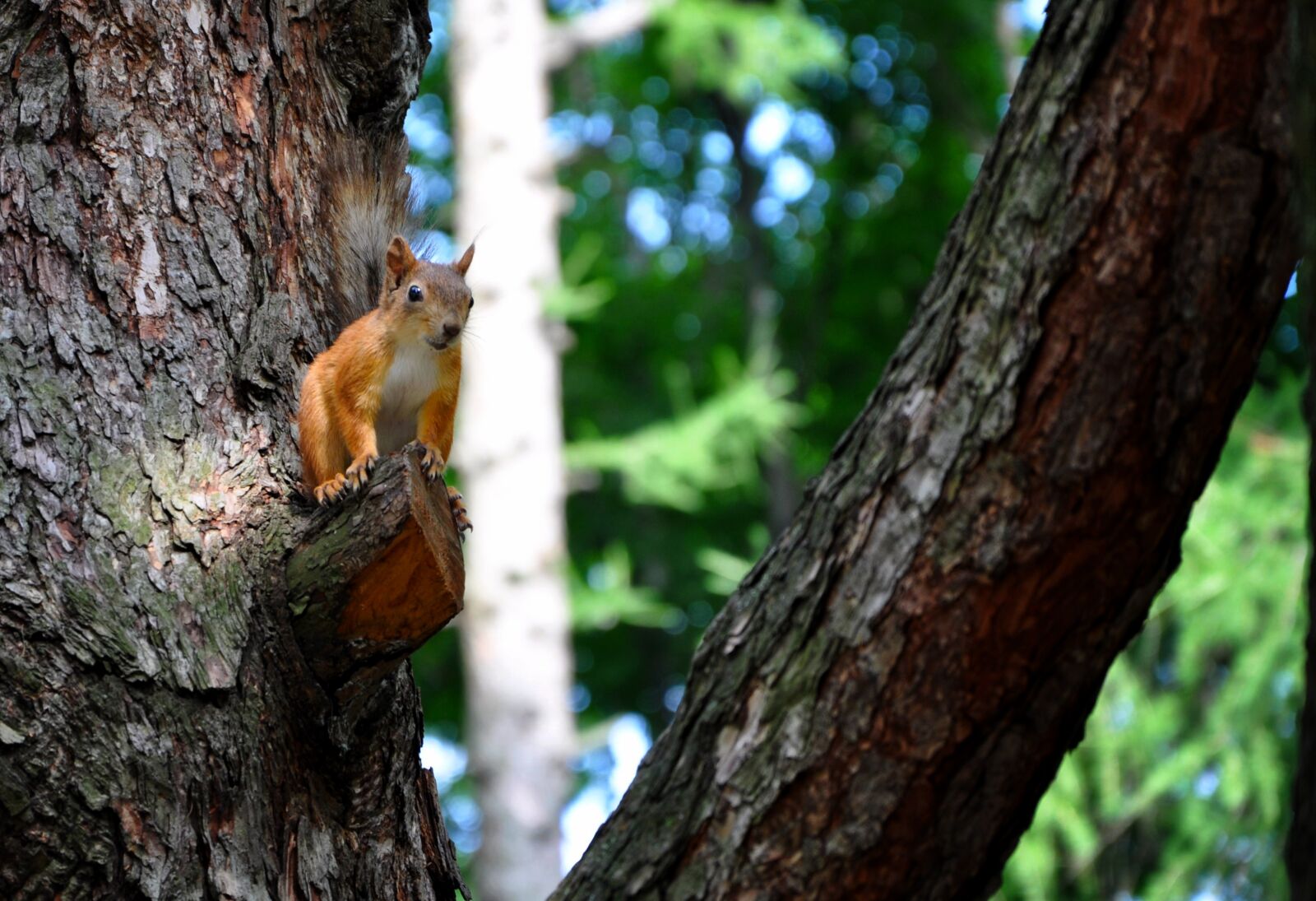 Nikon D90 sample photo. Squirrel, park, rodent photography