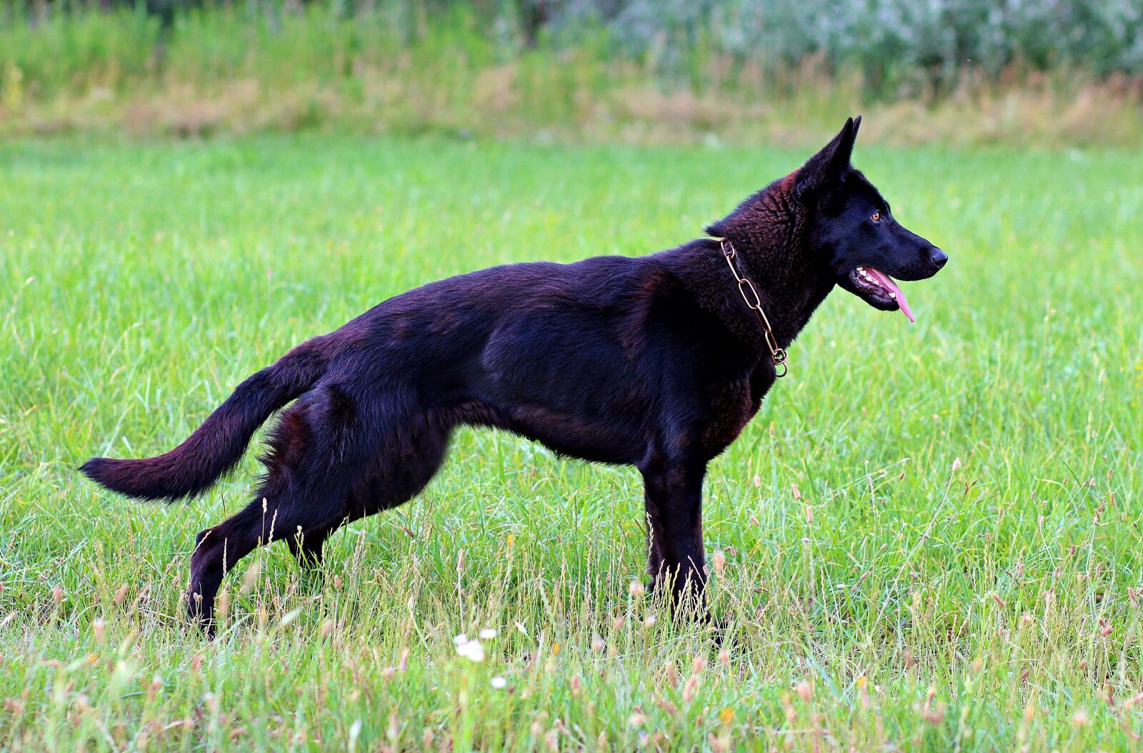 Canon EOS 600D (Rebel EOS T3i / EOS Kiss X5) sample photo. Black german shepherd, dog photography