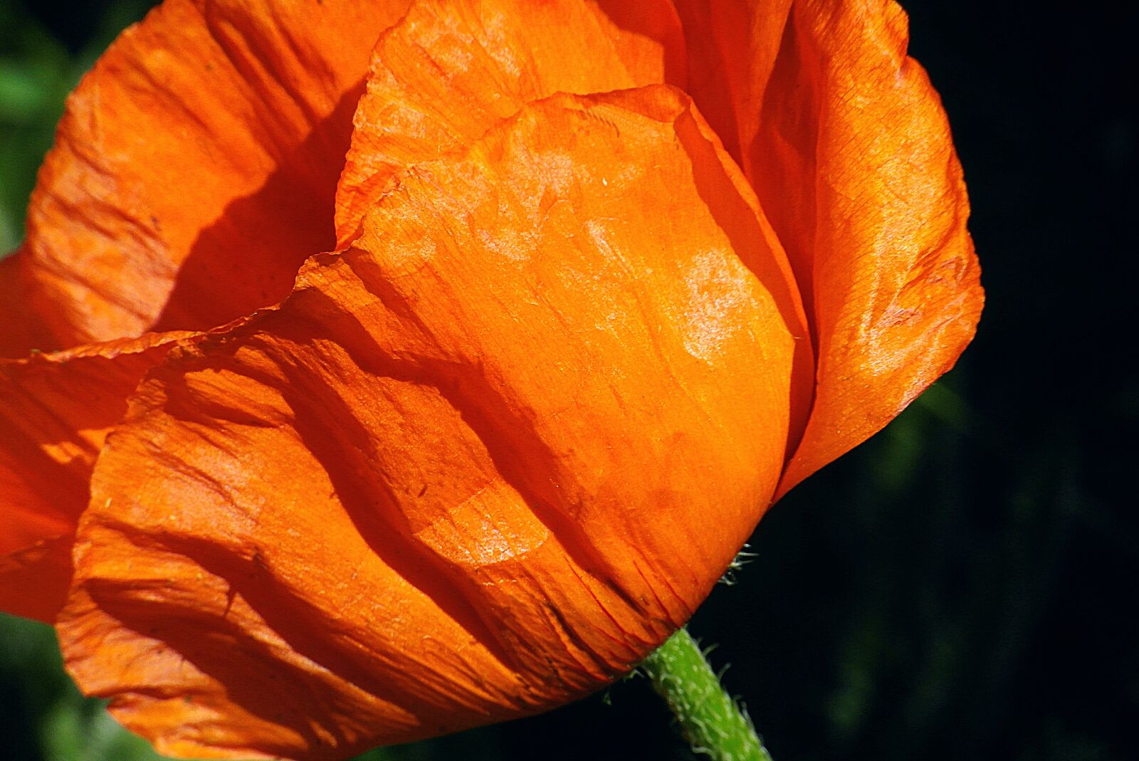 Samsung WB750 sample photo. Poppy, flower, red photography