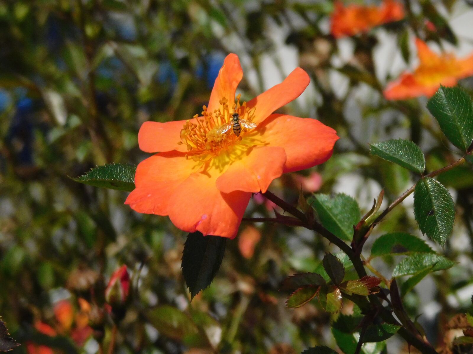 Nikon Coolpix B500 sample photo. Rose, wasp, hornet photography