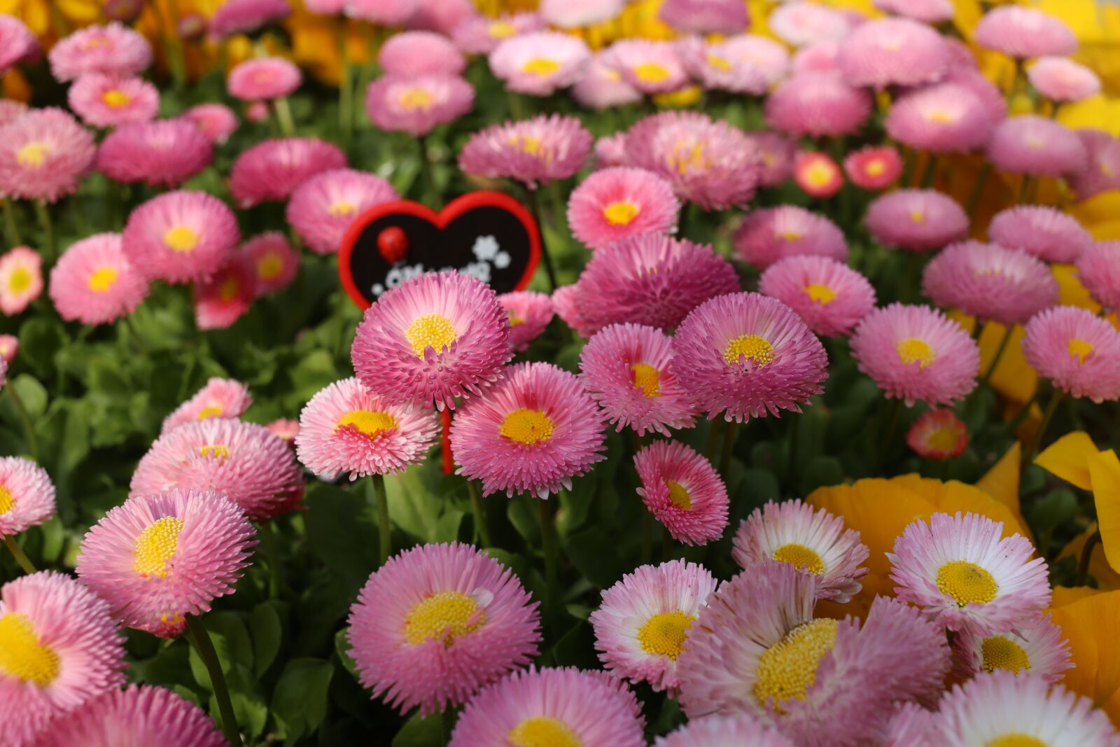 Canon EF 40mm F2.8 STM sample photo. Flower, nature, flora photography