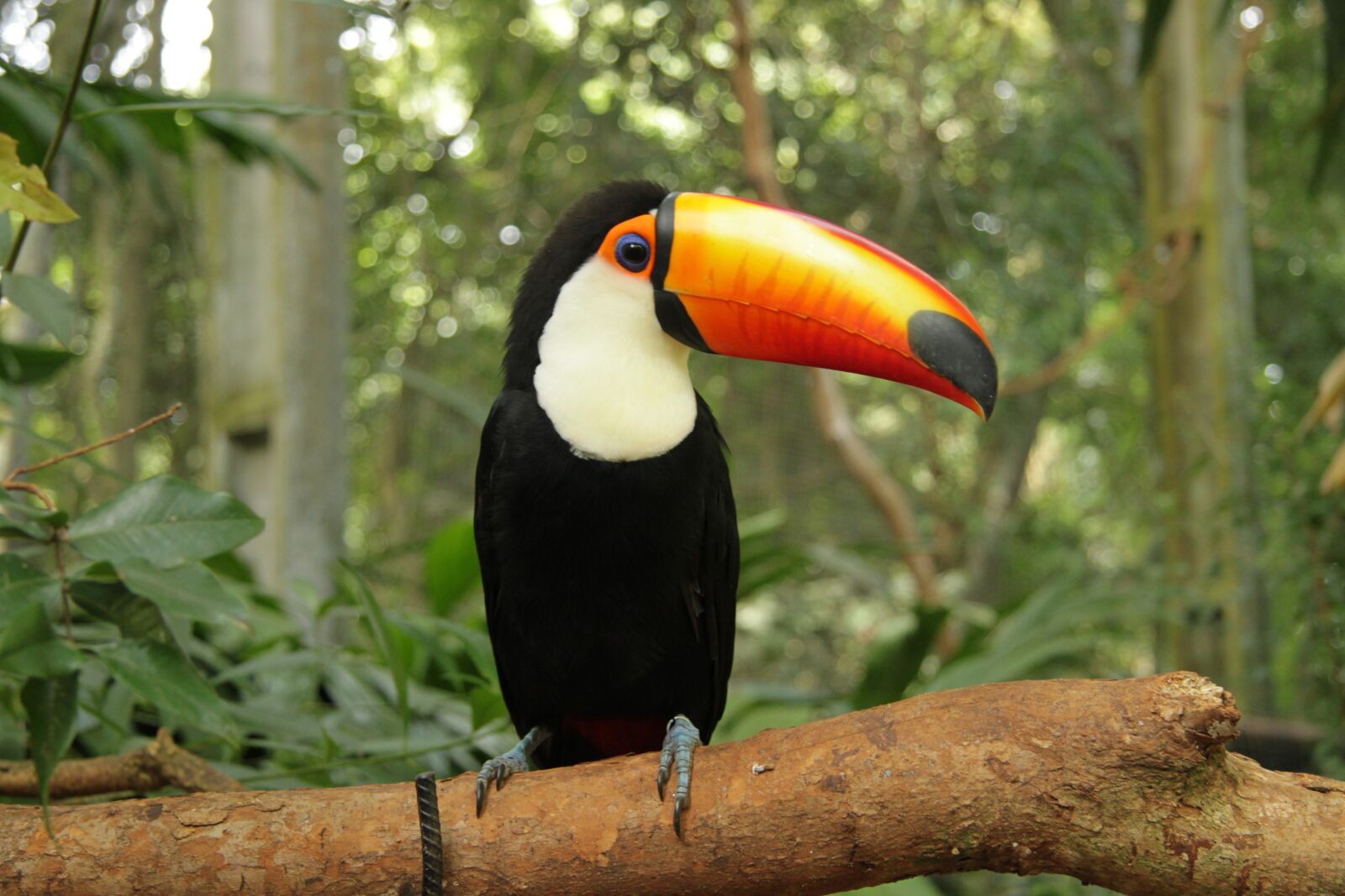 Canon EOS 500D (EOS Rebel T1i / EOS Kiss X3) sample photo. Toucan, bird, tropical photography