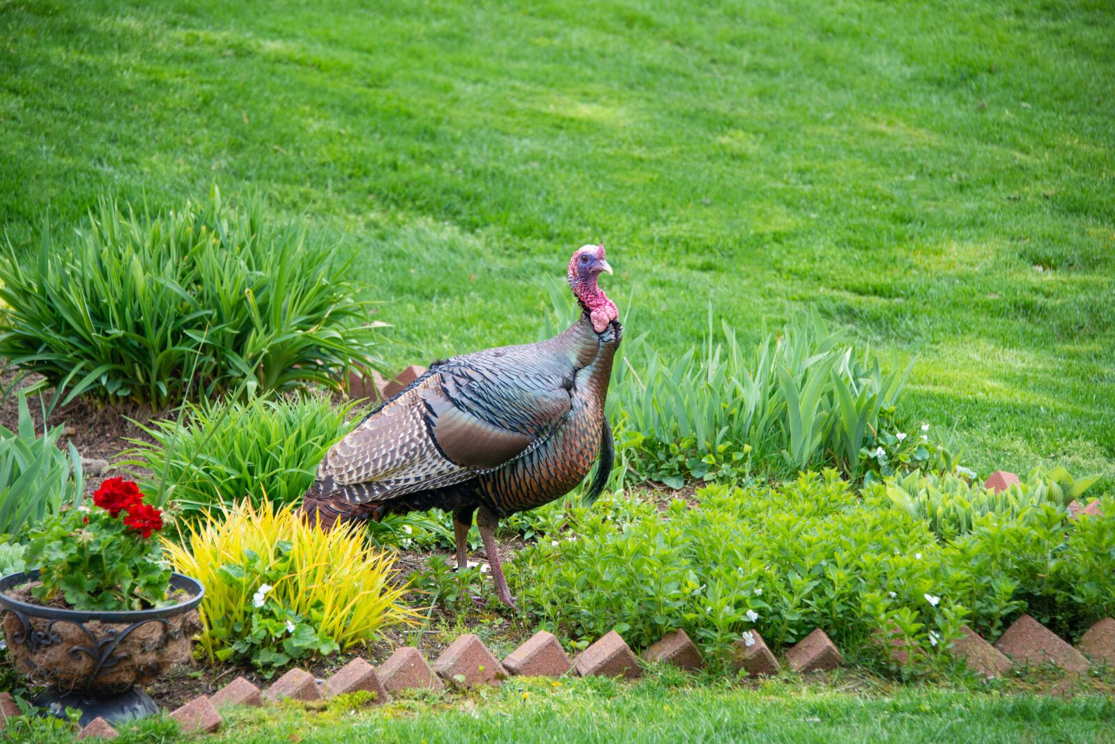 Nikon D800 sample photo. Wildlife, turkeys, birds photography