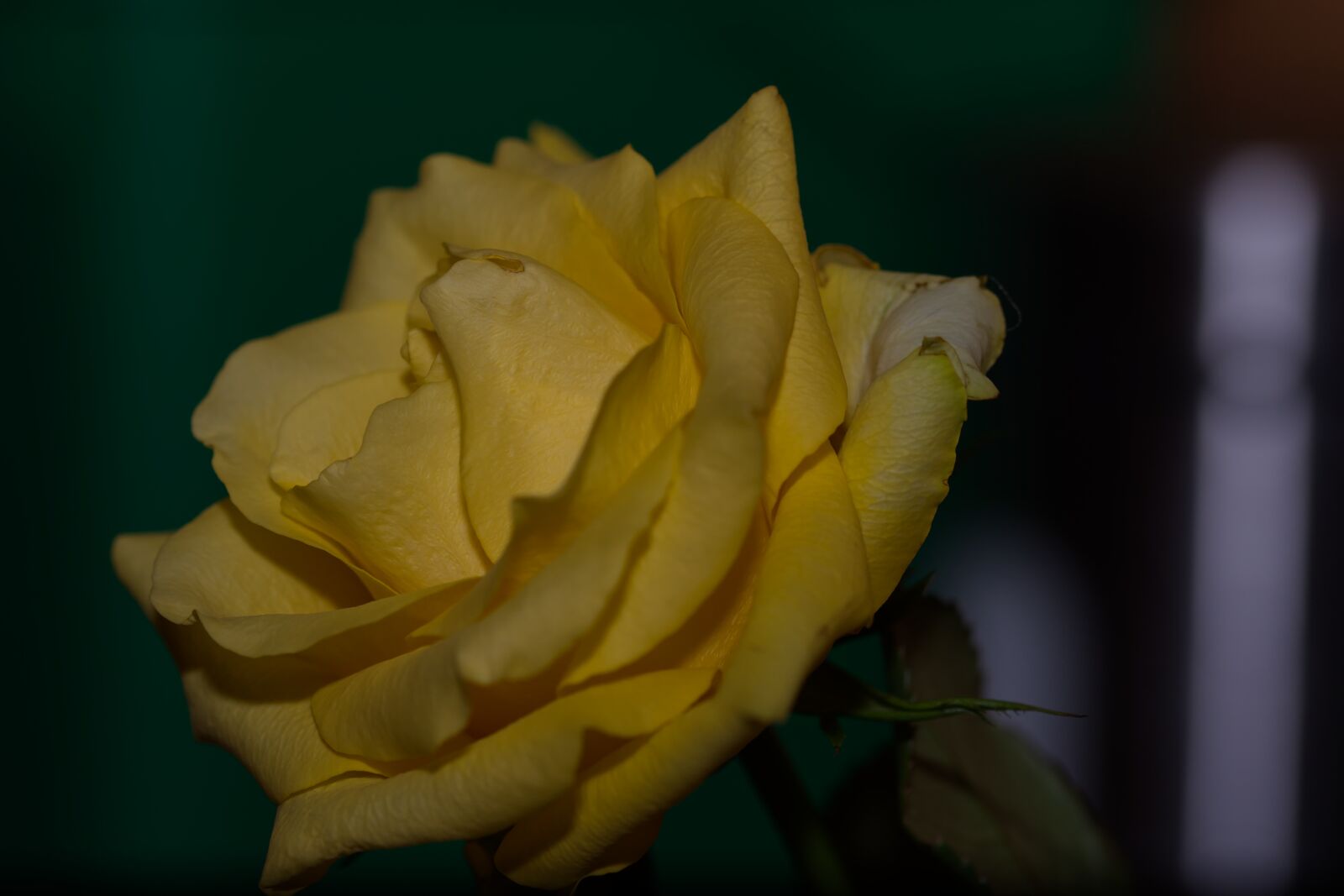 Nikon D5500 sample photo. Rose, yellow, yellow rose photography