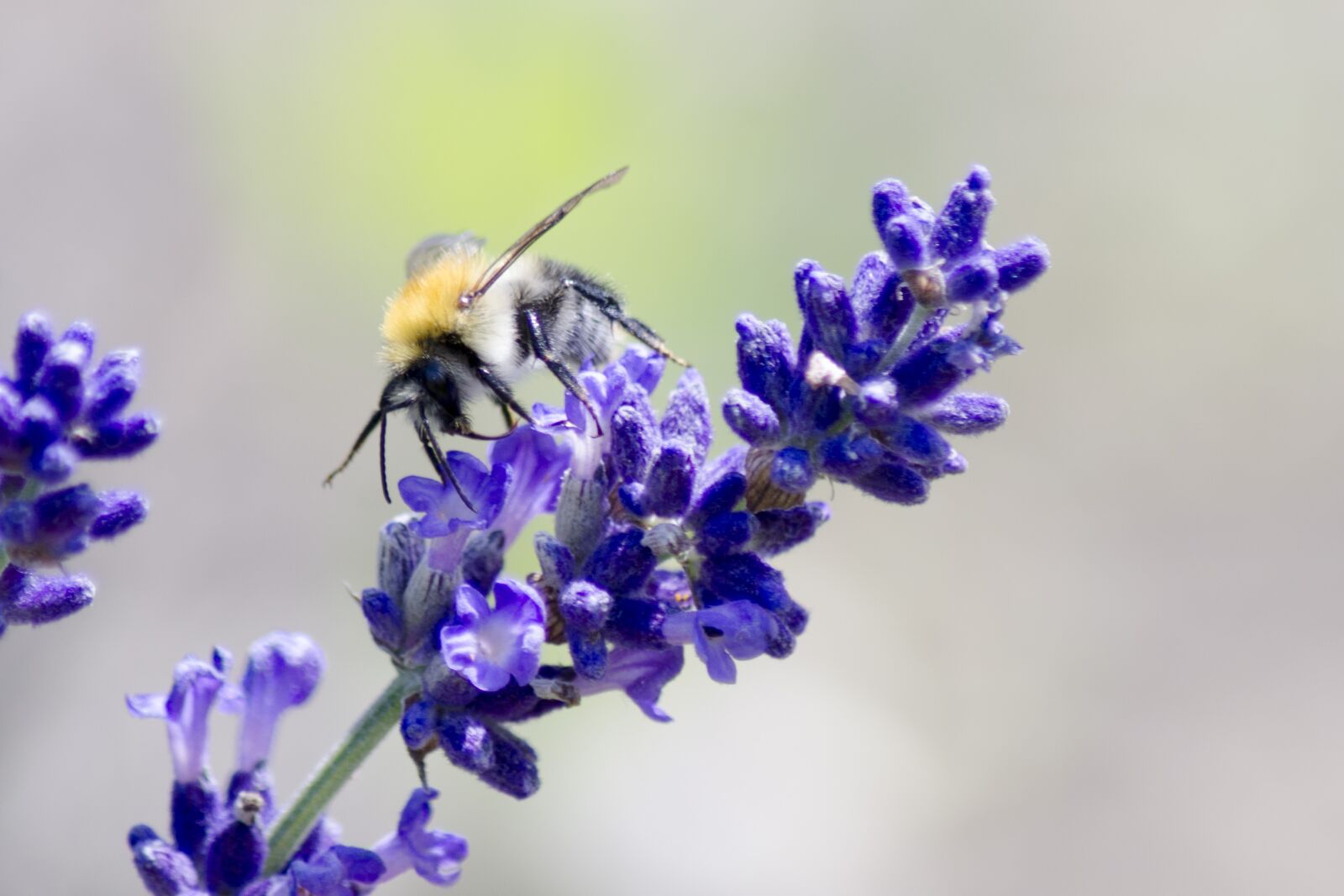 Nikon D7000 sample photo. Vcela, nature, bee photography