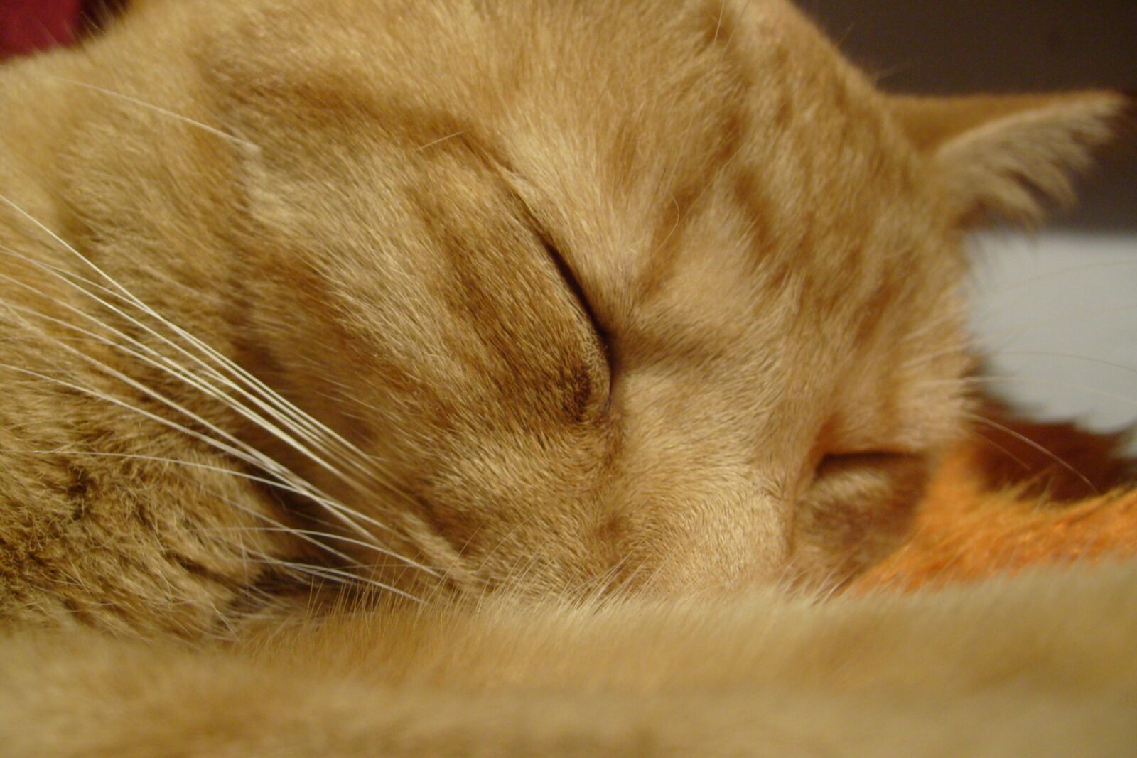 Samsung KENOX S730  / Samsung S730 sample photo. Domestic cat, mustache, animals photography