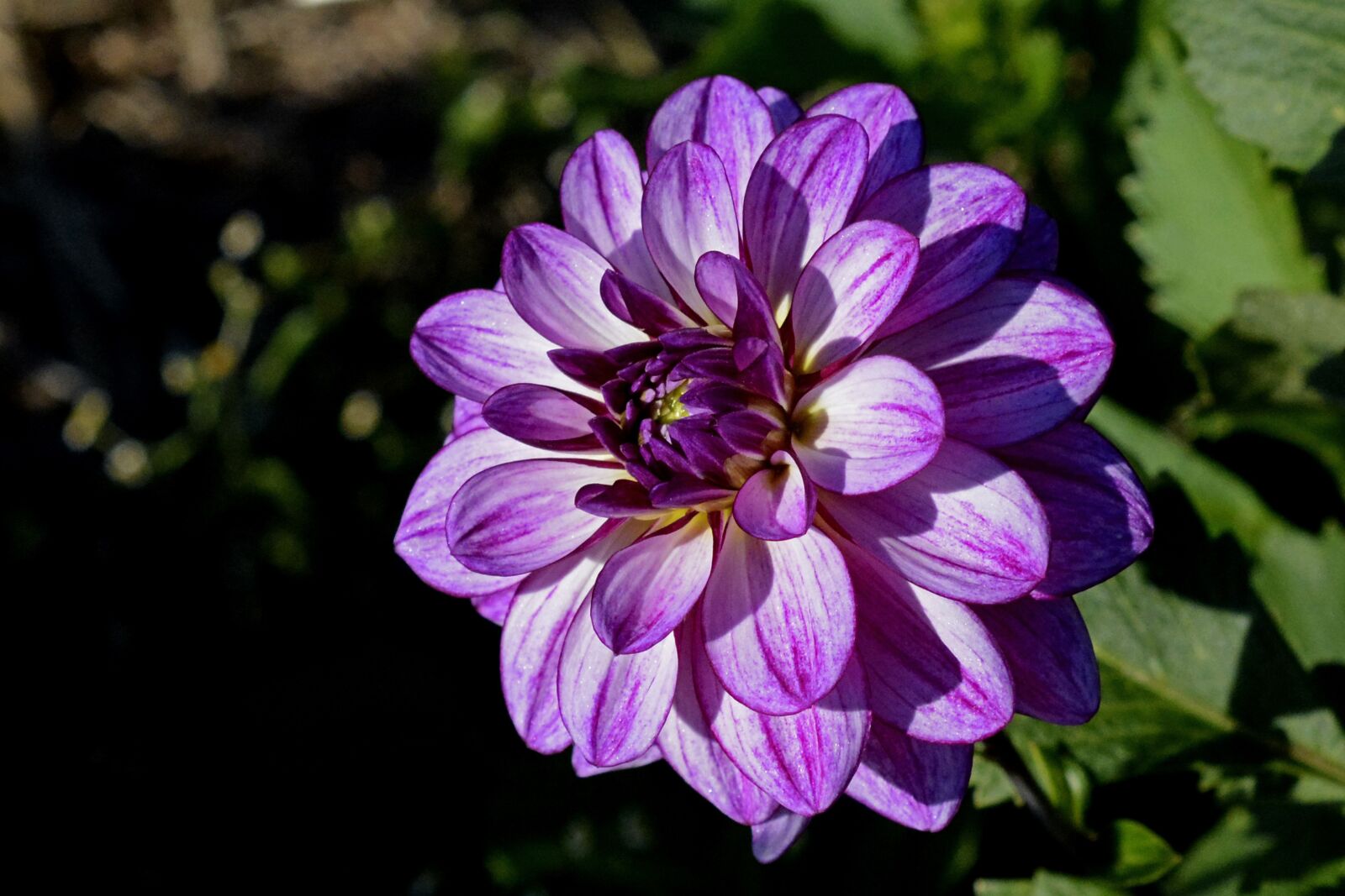 Nikon D7100 sample photo. Dahlia, flower, blossom photography