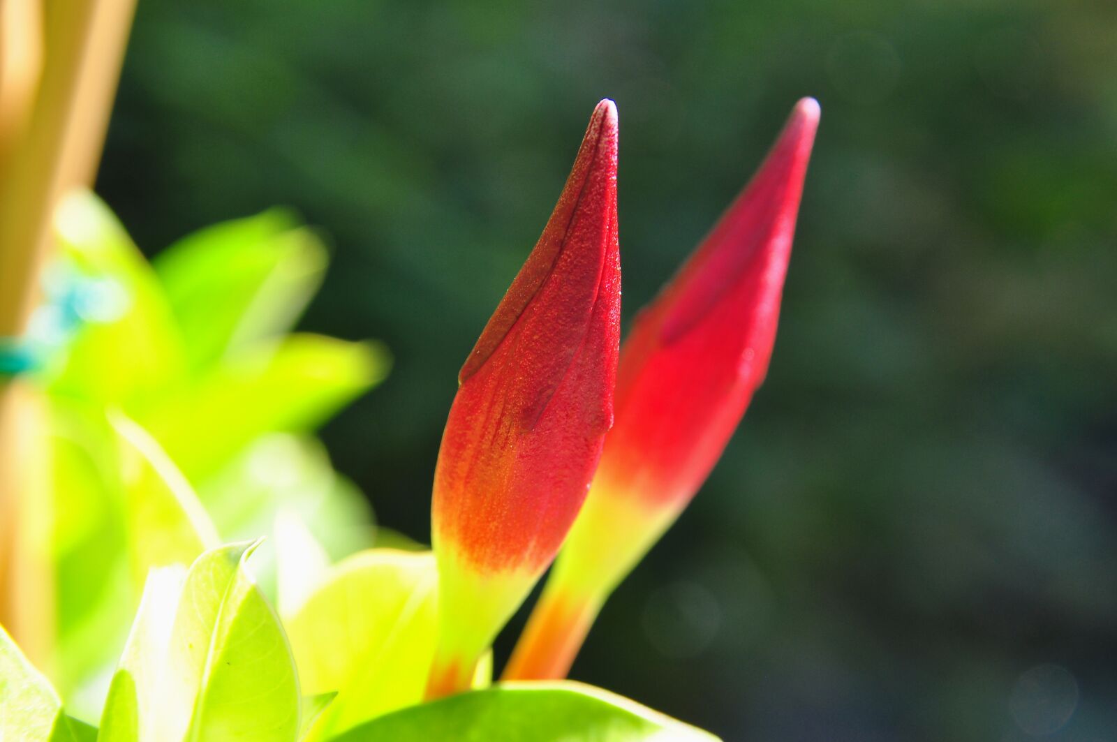 Nikon D90 sample photo. Nature, plant, mandevilla photography