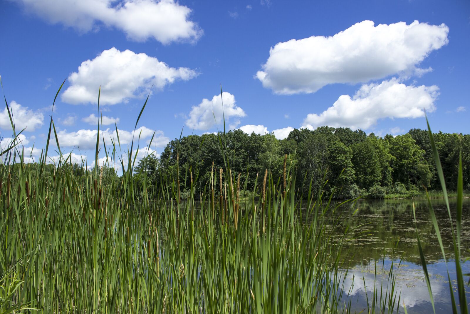 Canon EOS 600D (Rebel EOS T3i / EOS Kiss X5) sample photo. Summer, clouds, lake photography