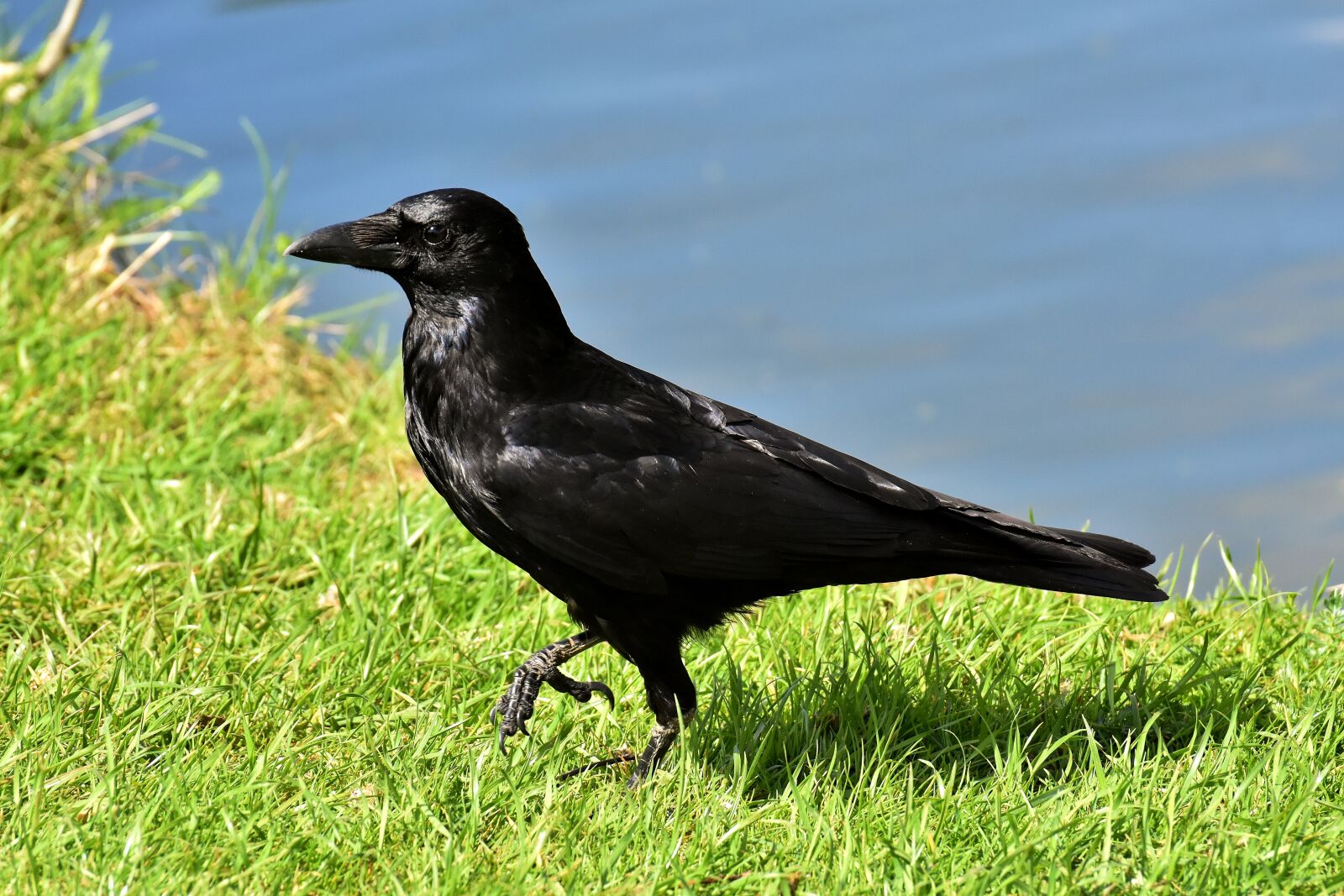 Nikon D7200 sample photo. Crow, raven bird, raven photography