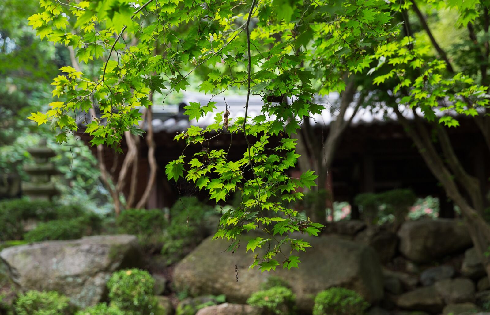 Canon EF 24-70mm F2.8L II USM sample photo. Korea national, daegu, gyeongju photography