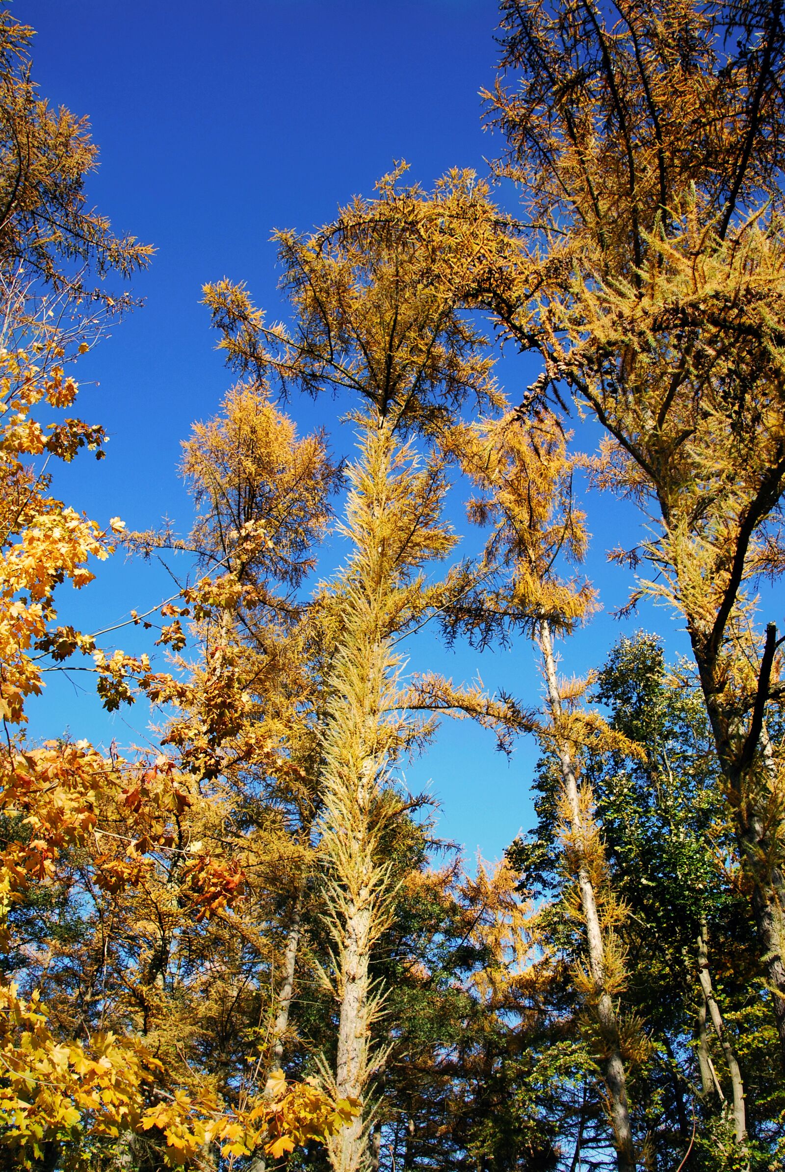 Nikon D80 sample photo. Autumn, trees, forest photography