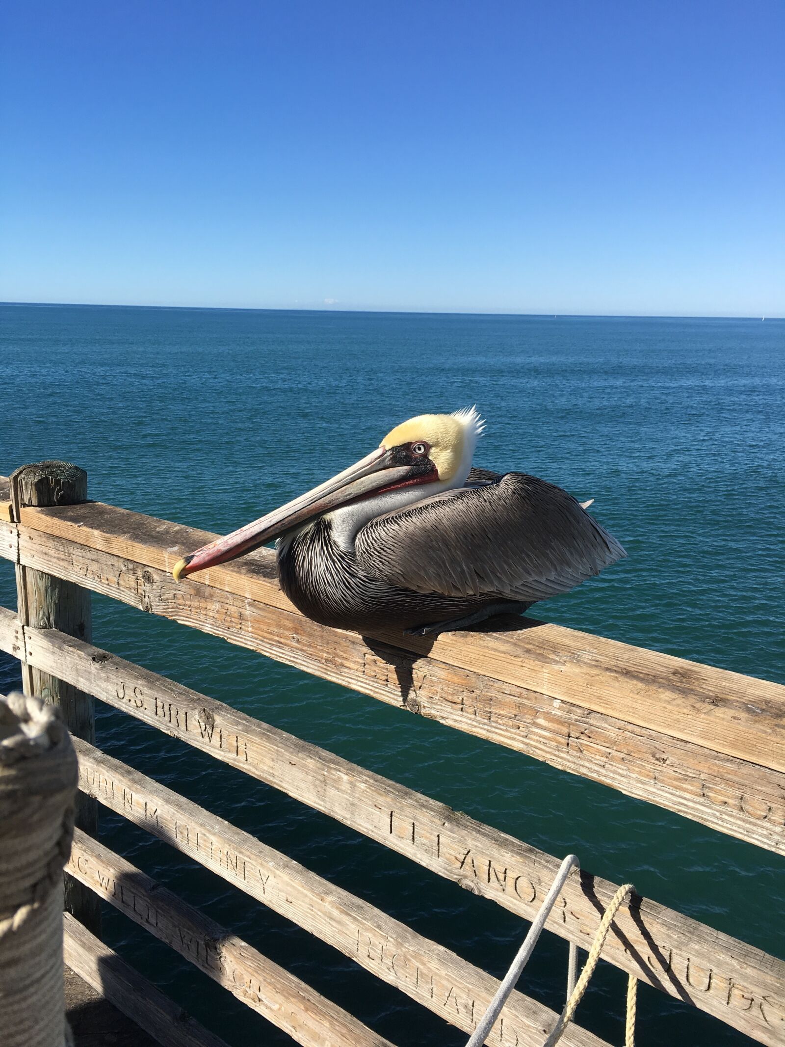 Apple iPhone 6s sample photo. Pelican, ocean, pier photography