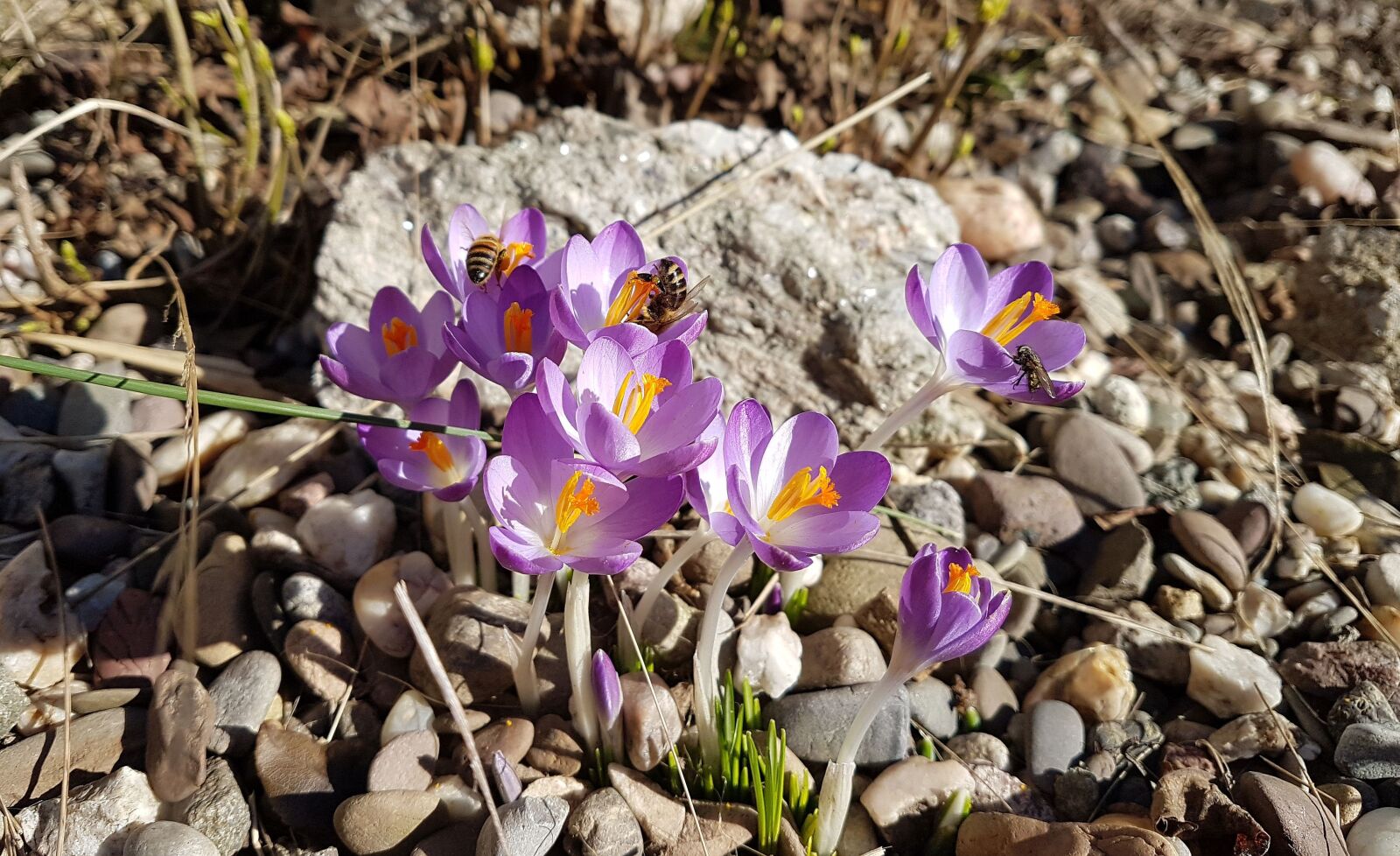 Samsung Galaxy S7 sample photo. Flowers, spring, nature photography