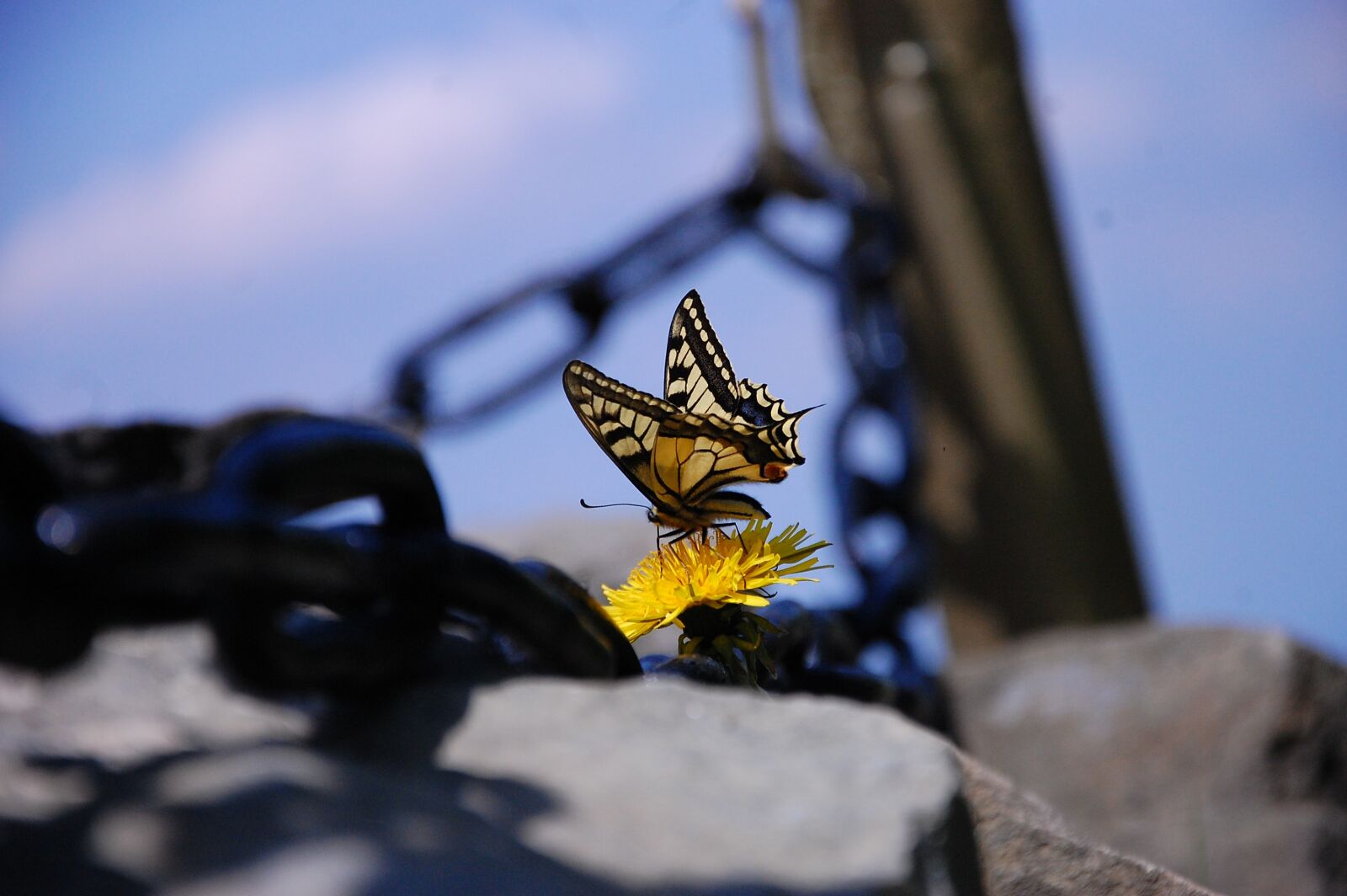 Nikon D40 sample photo. Butterfly, chain, flower photography
