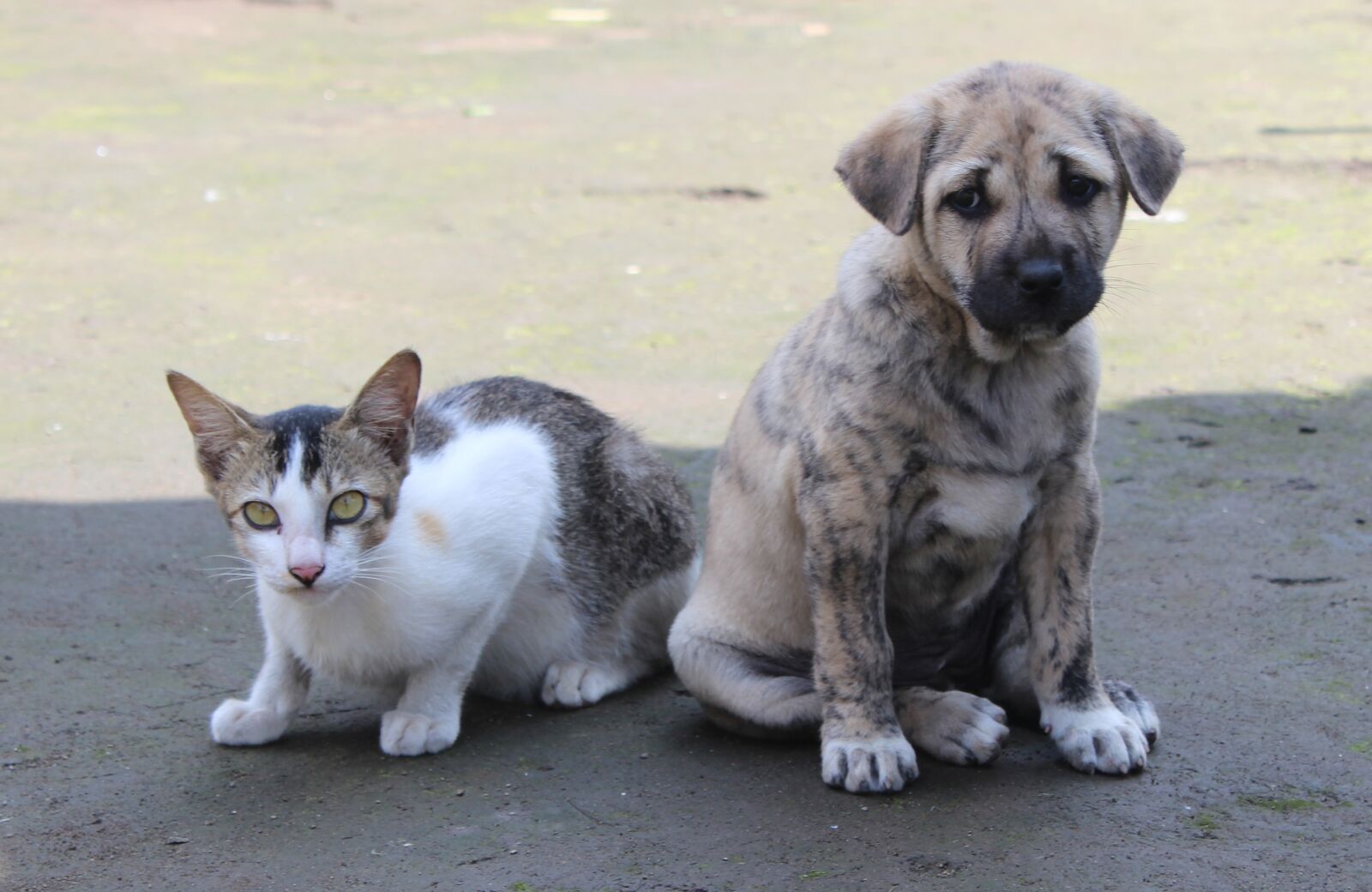 Canon EOS 600D (Rebel EOS T3i / EOS Kiss X5) sample photo. Pet, cute, animal photography