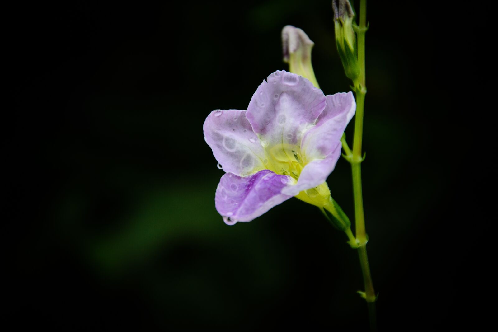 Nikon D7100 sample photo. Flower, green, nature photography