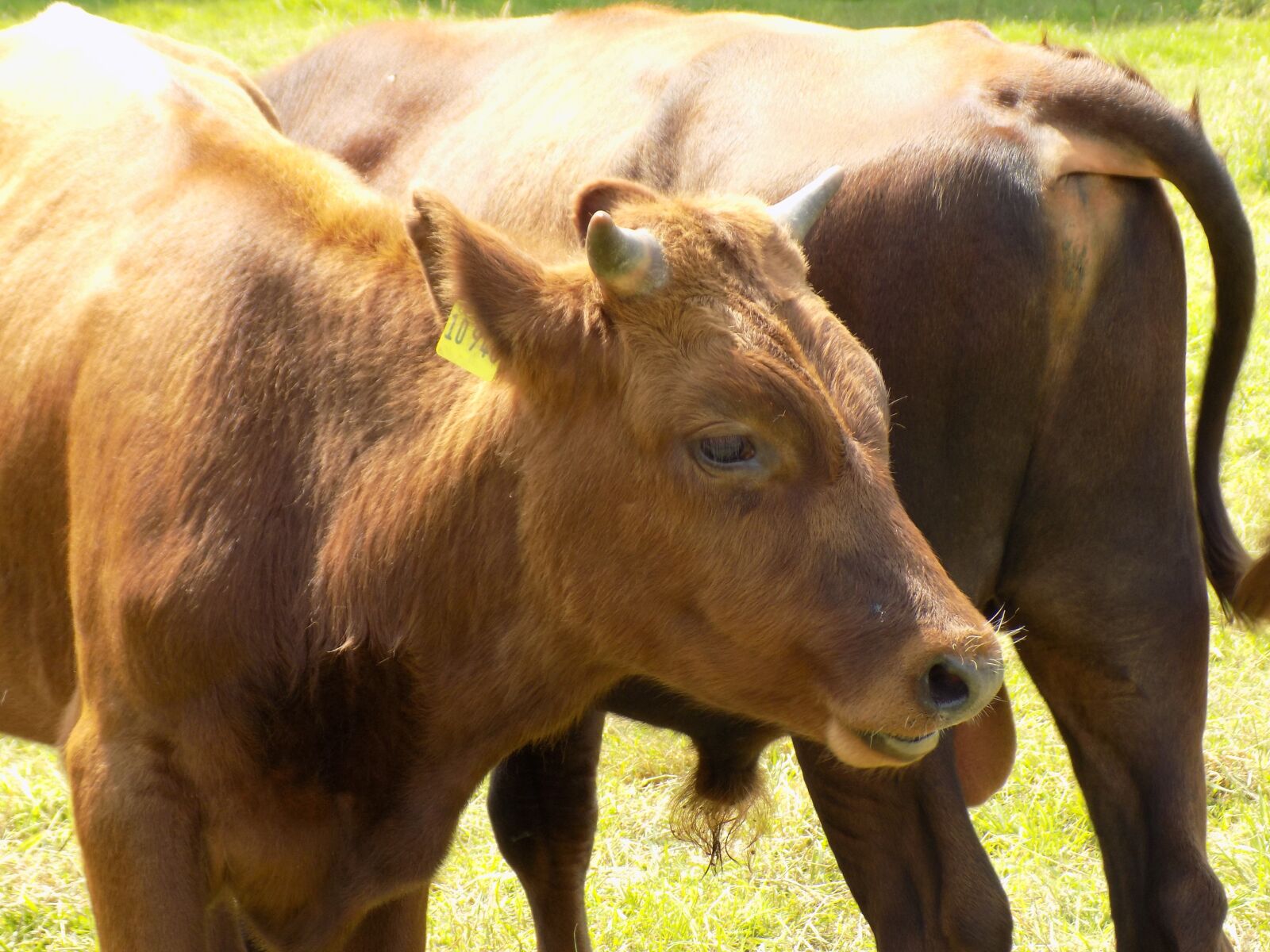 Nikon COOLPIX L340 sample photo. Cow, mammal, nature photography