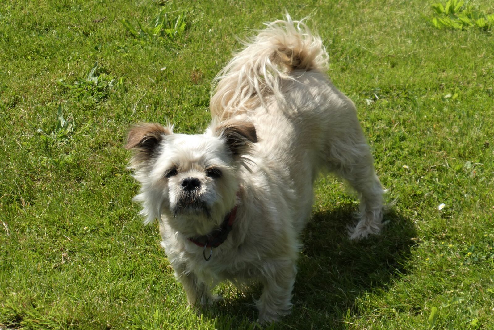 Panasonic Lumix DC-ZS70 (Lumix DC-TZ90) sample photo. Dog, pet, coat photography