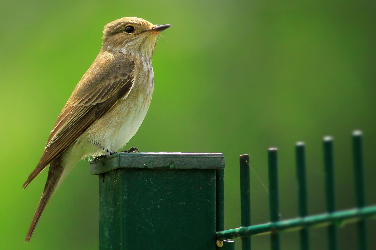 Canon EOS 500D (EOS Rebel T1i / EOS Kiss X3) sample photo. Bird, spotted flycatcher, flycatcher photography