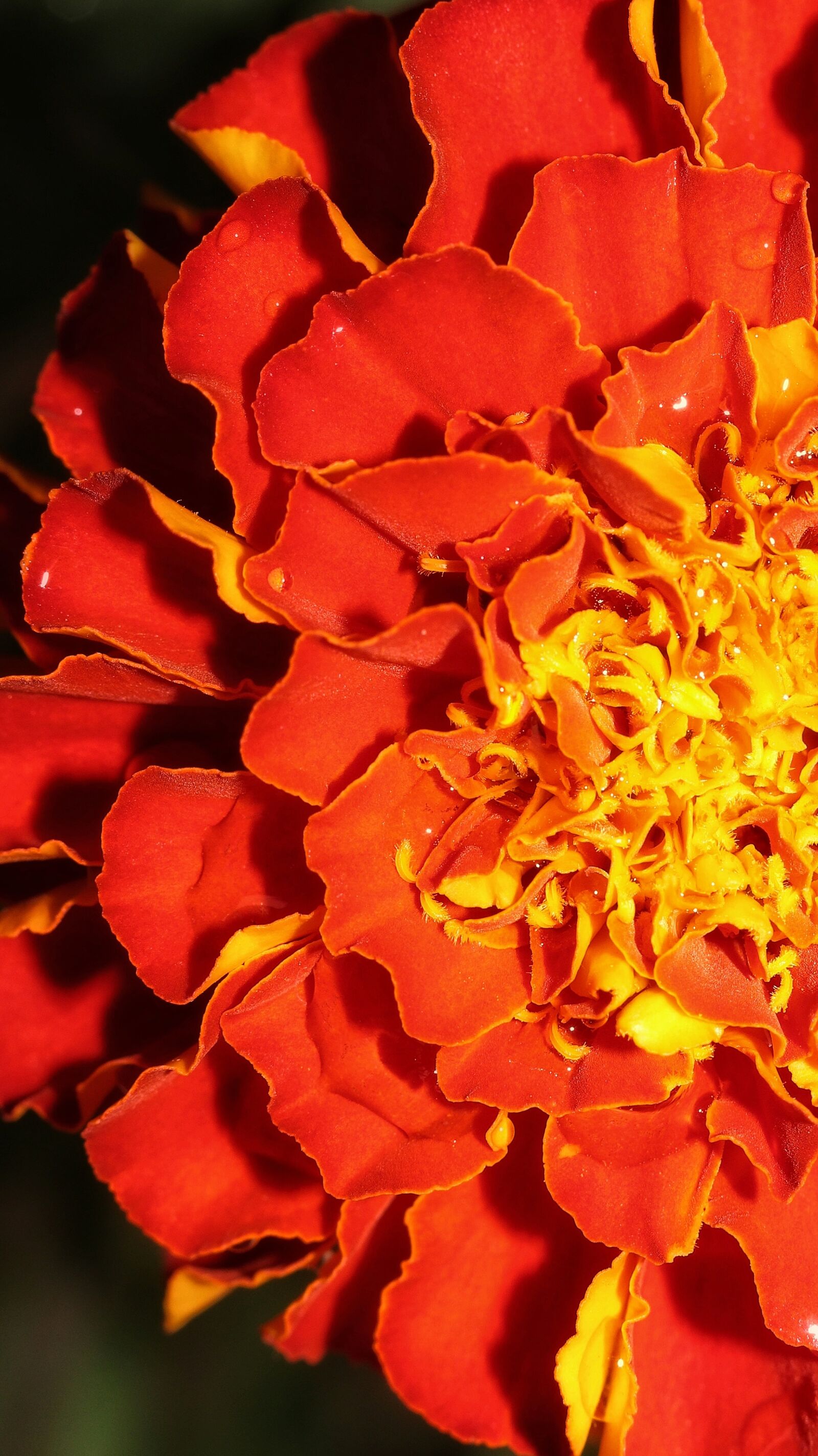 Canon EOS 80D sample photo. Marigold, flower, close-up photography