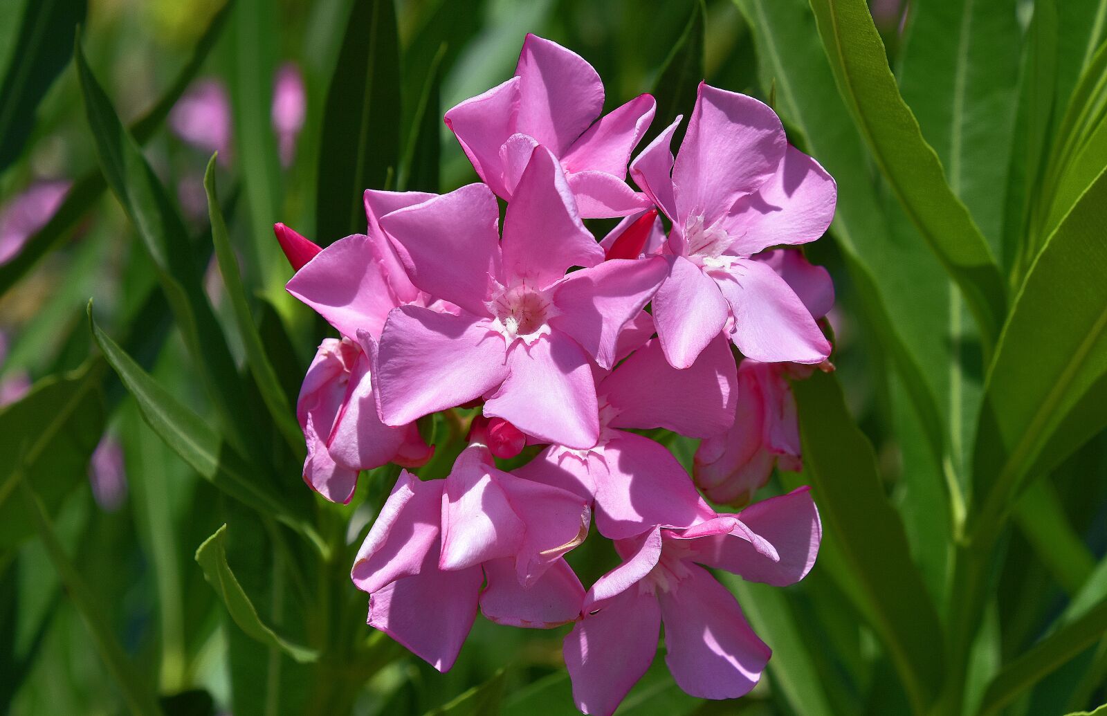 Nikon D7200 sample photo. Flower, garden, plant photography