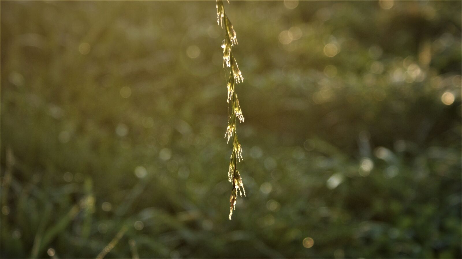 Sony Alpha DSLR-A350 sample photo. Grass, sprig, magic photography