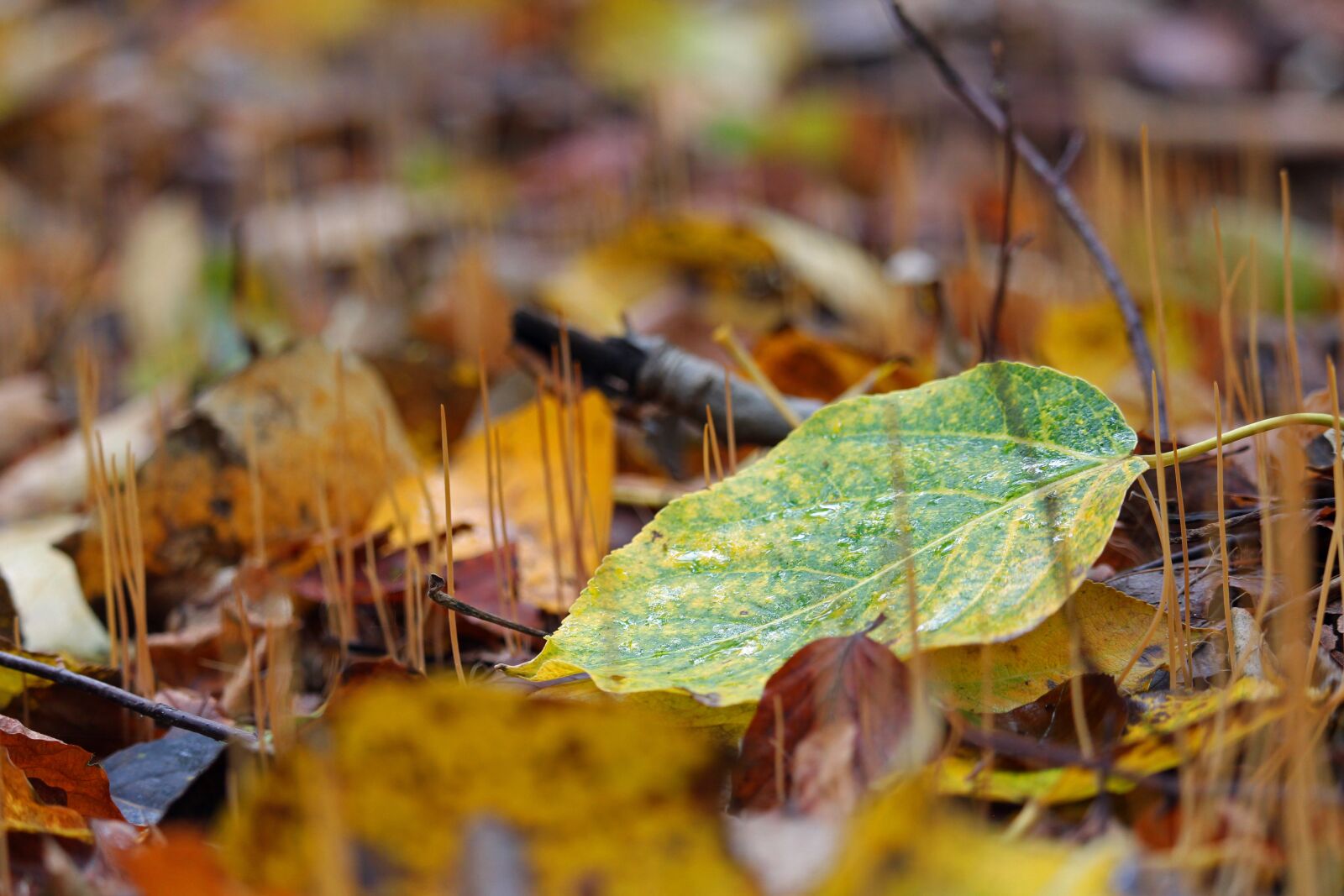 Canon EF-S 55-250mm F4-5.6 IS STM sample photo. Autumn, fall foliage, forest photography