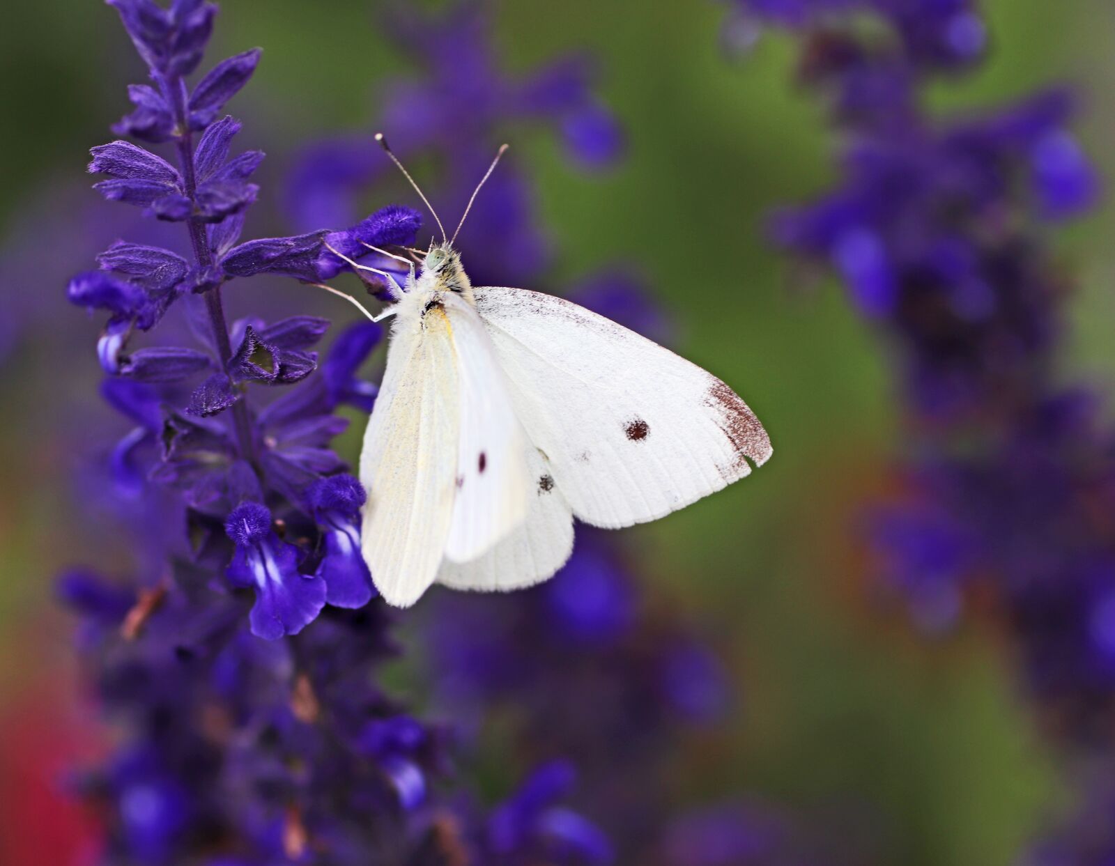 Tamron SP 90mm F2.8 Di VC USD 1:1 Macro sample photo. Butterfly, white, insect photography