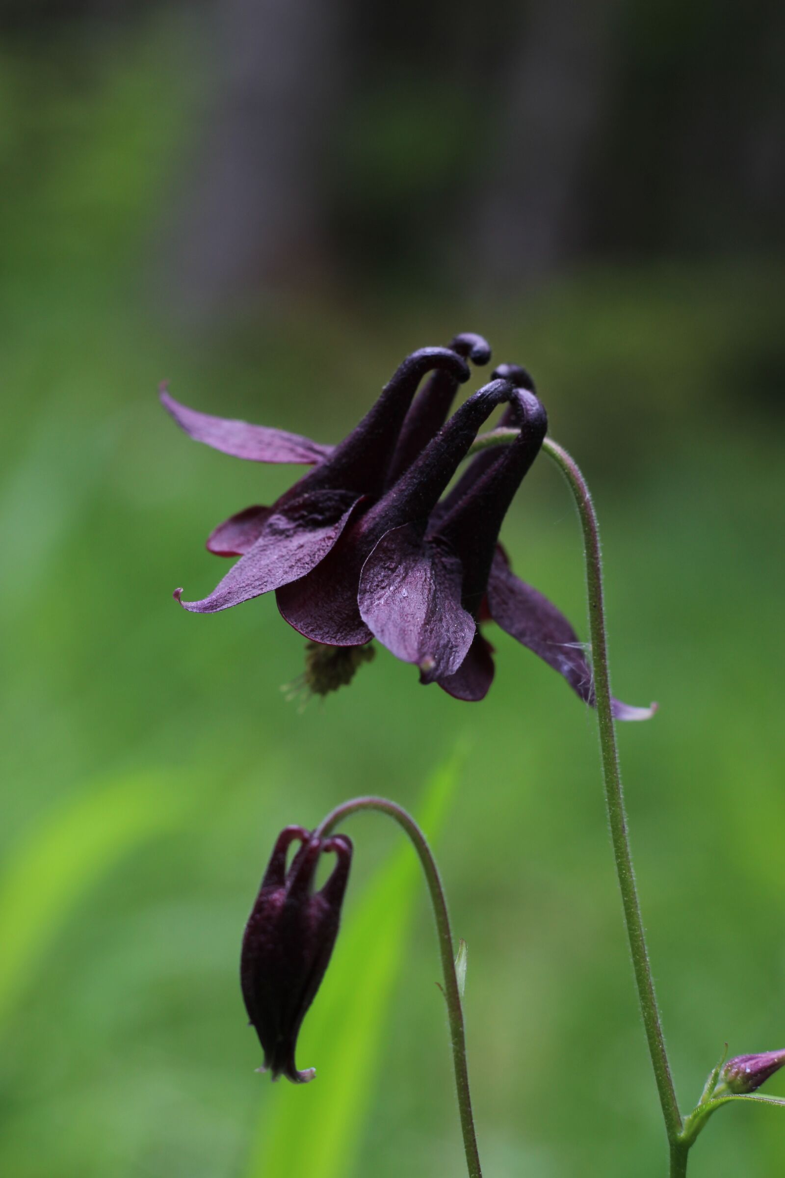 Canon EOS 600D (Rebel EOS T3i / EOS Kiss X5) + Canon EF 50mm F1.8 STM sample photo. Columbine, blossom, bloom photography