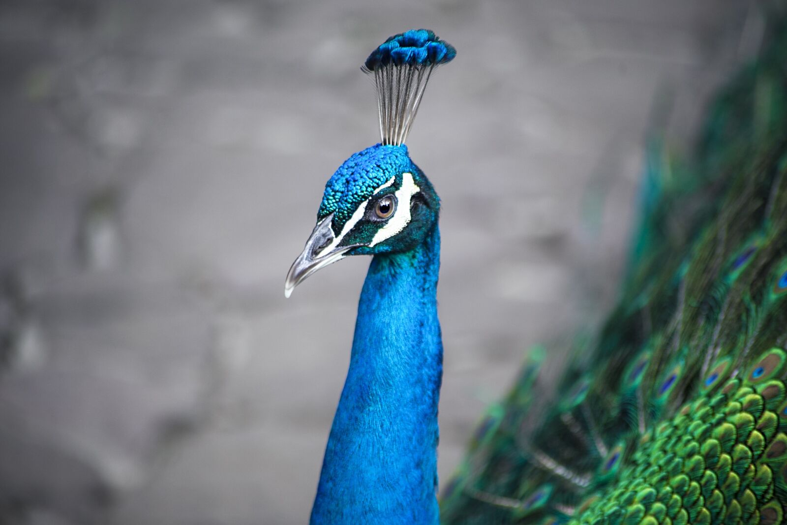 Canon EOS 5D Mark II sample photo. Peacock, bird, animal photography