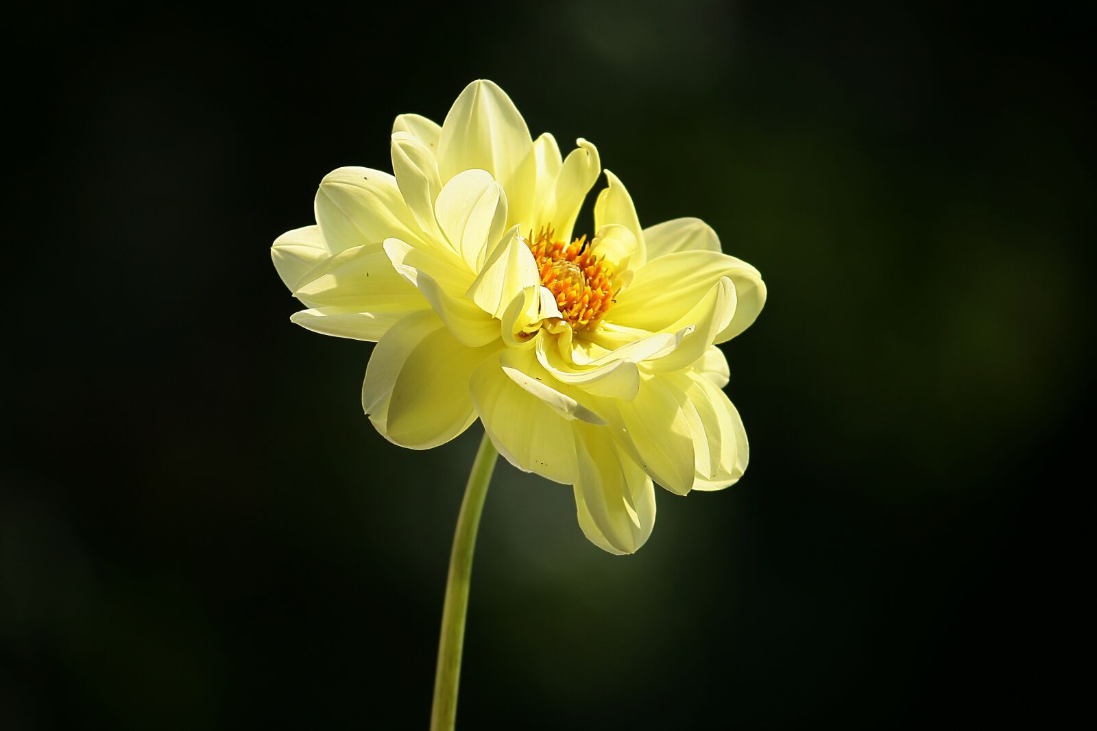Canon EOS 400D (EOS Digital Rebel XTi / EOS Kiss Digital X) sample photo. Dahlia, yellow, blossom photography