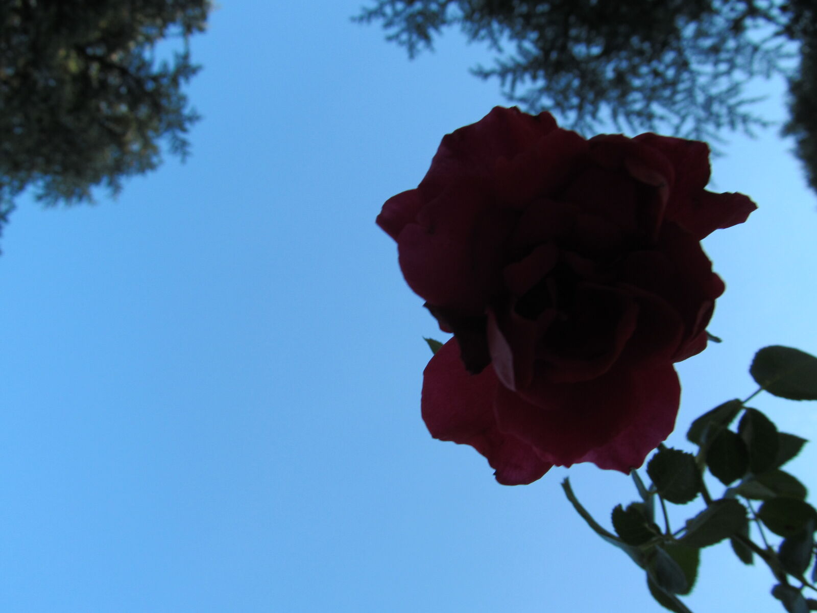 Canon PowerShot SX150 IS sample photo. Flower, macro, nature photography