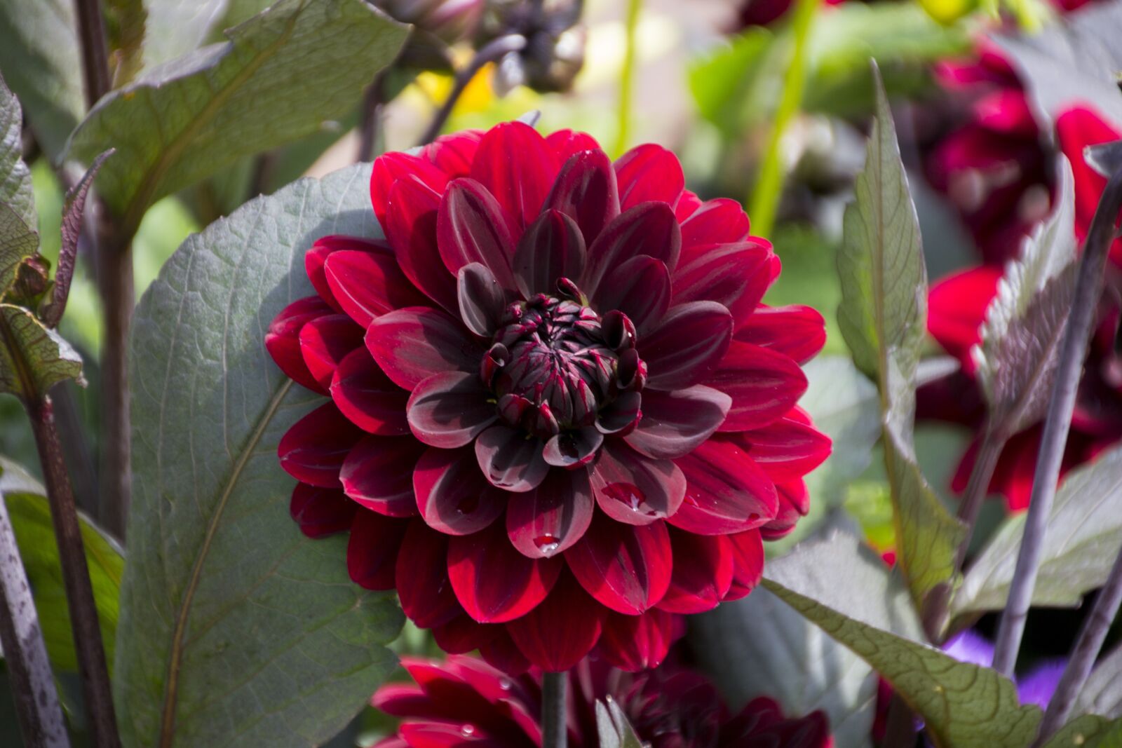 Canon EOS 60D sample photo. Dahlia, flower, plant photography