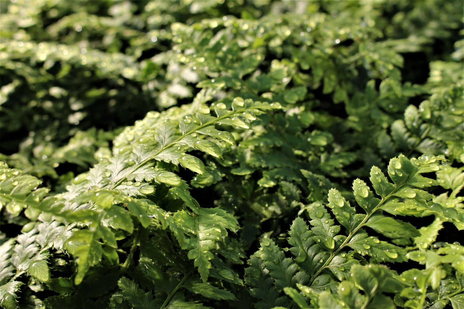 Canon EOS 700D (EOS Rebel T5i / EOS Kiss X7i) sample photo. Fern, perennial, green photography